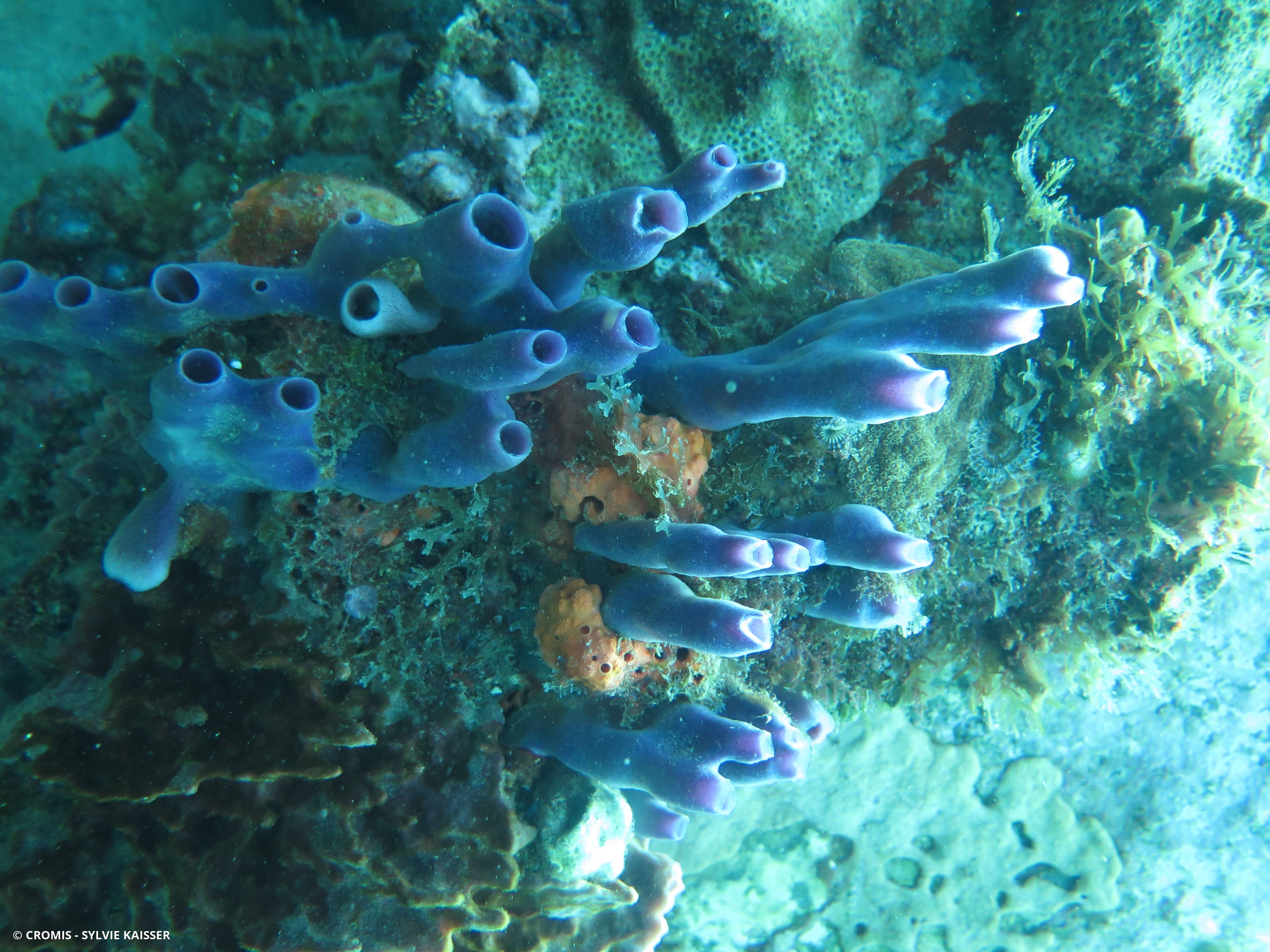 Eponge bleue