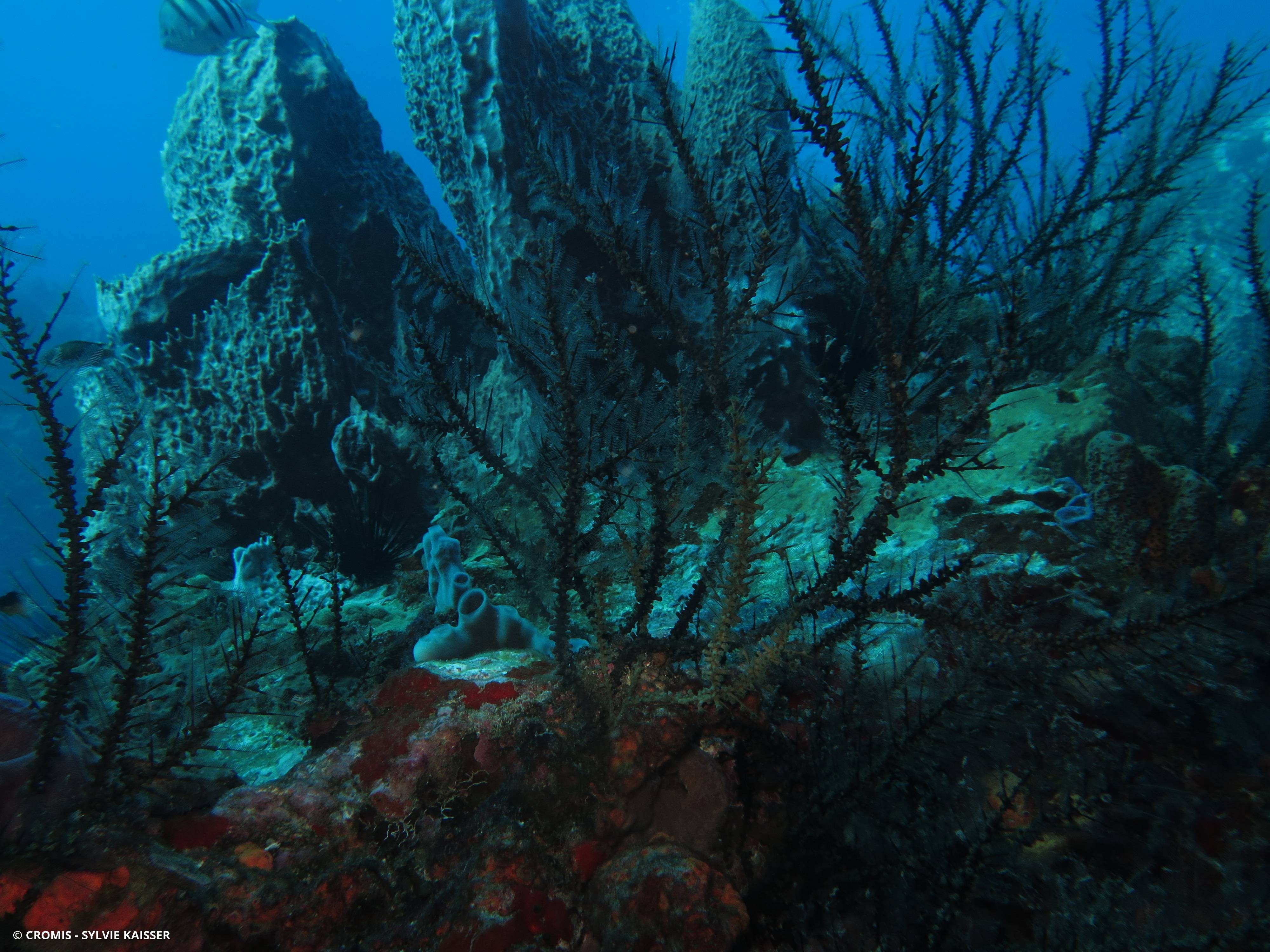 Zoanthaires des Hydraires