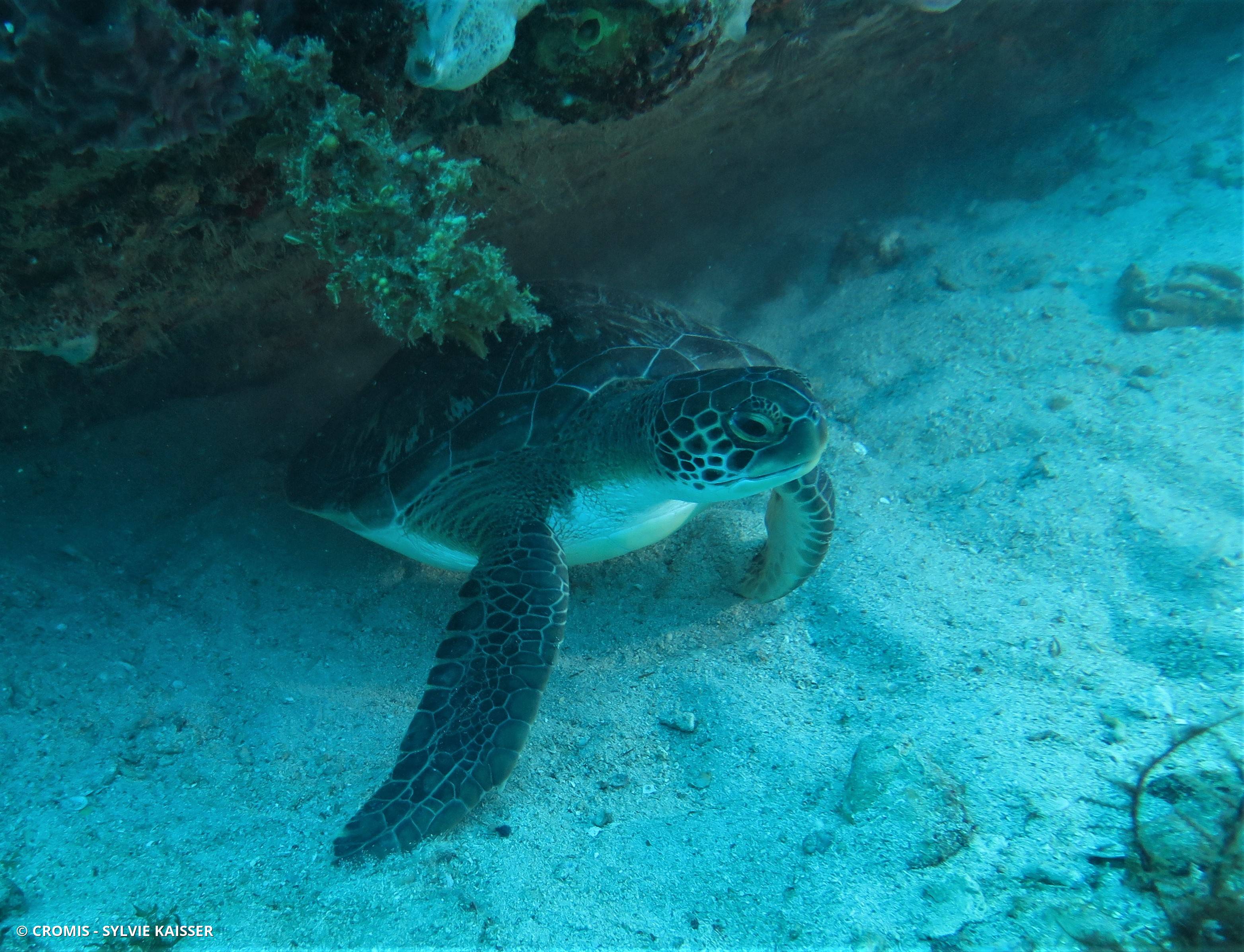 Tortue verte