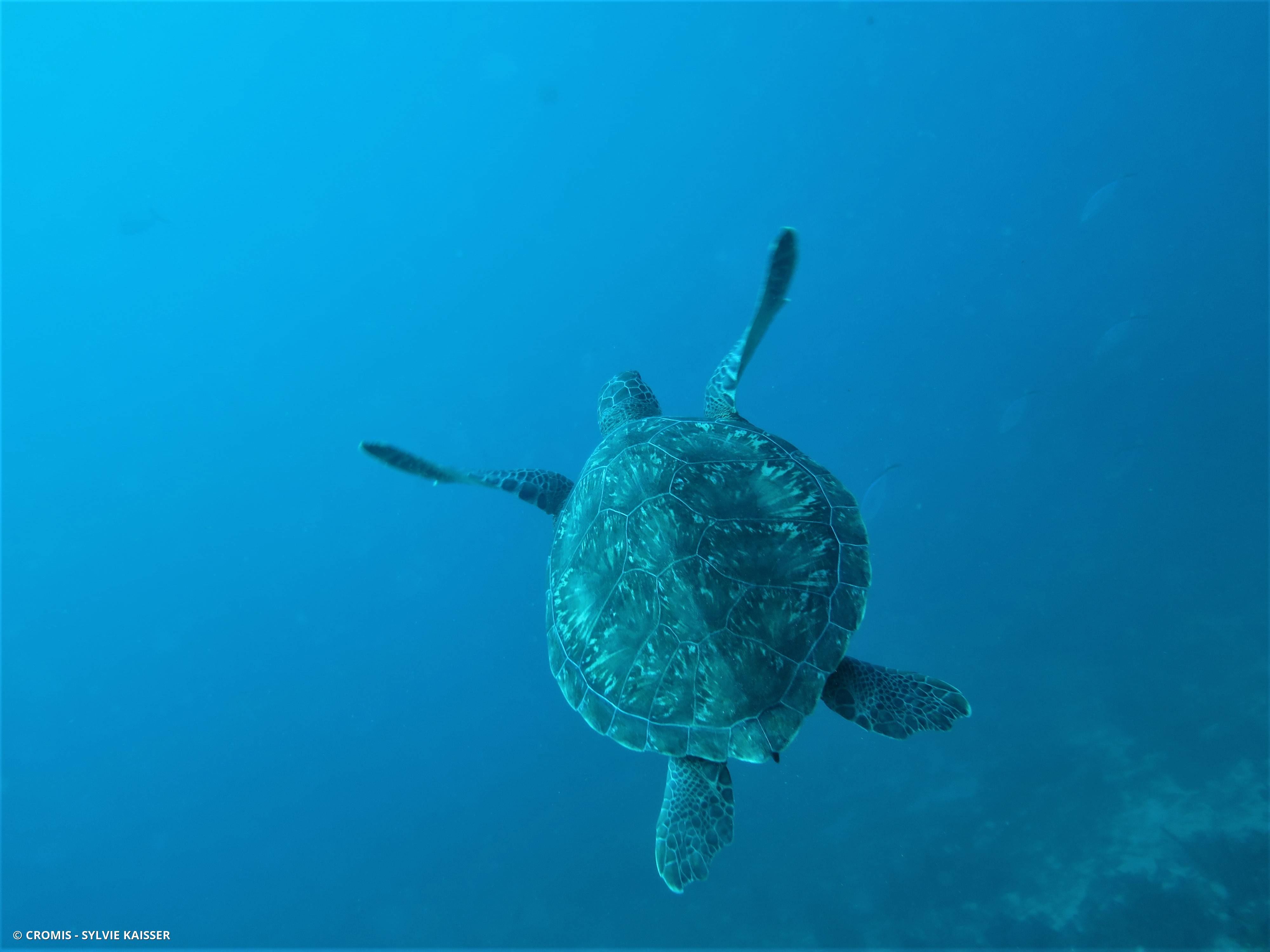 Tortue verte