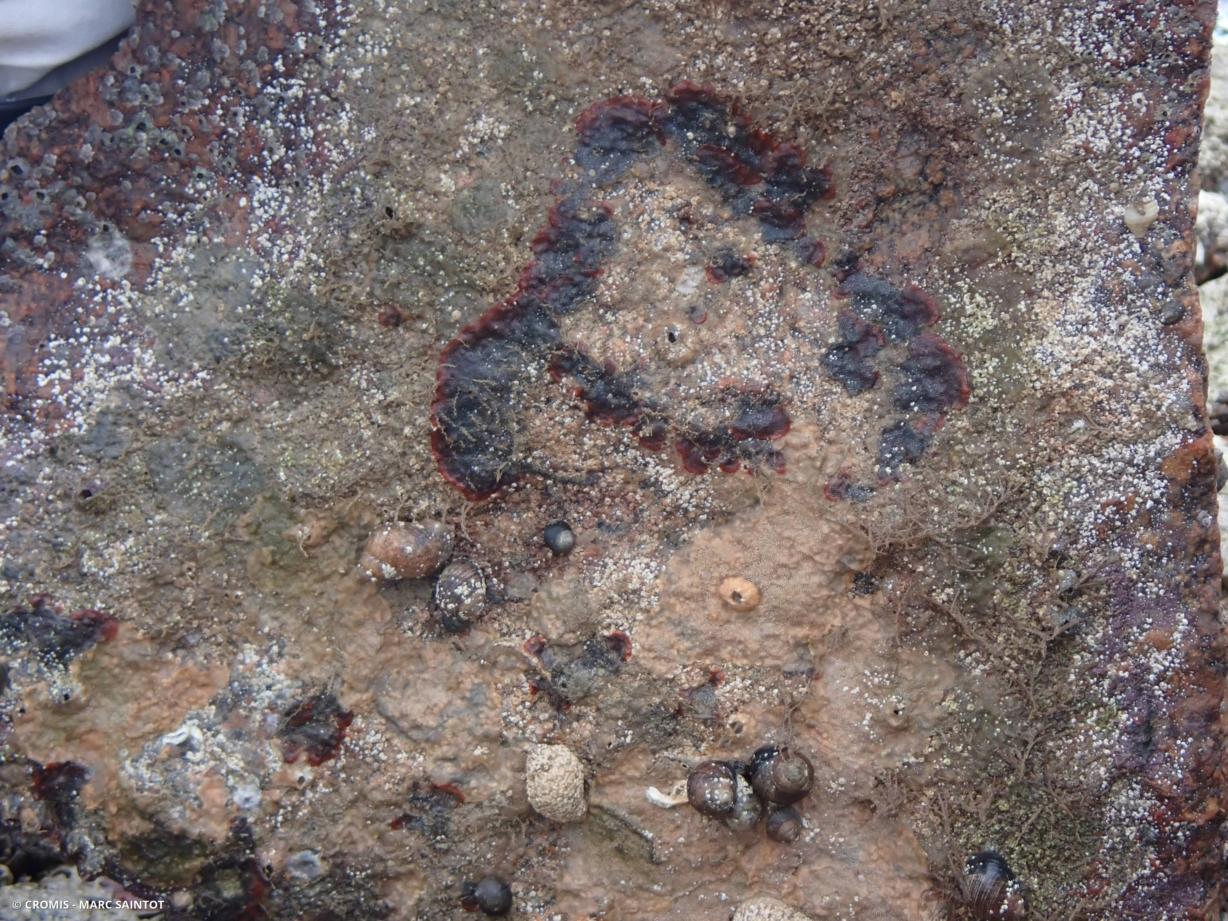 Bryozoaire rouge orange vif à points noirs
