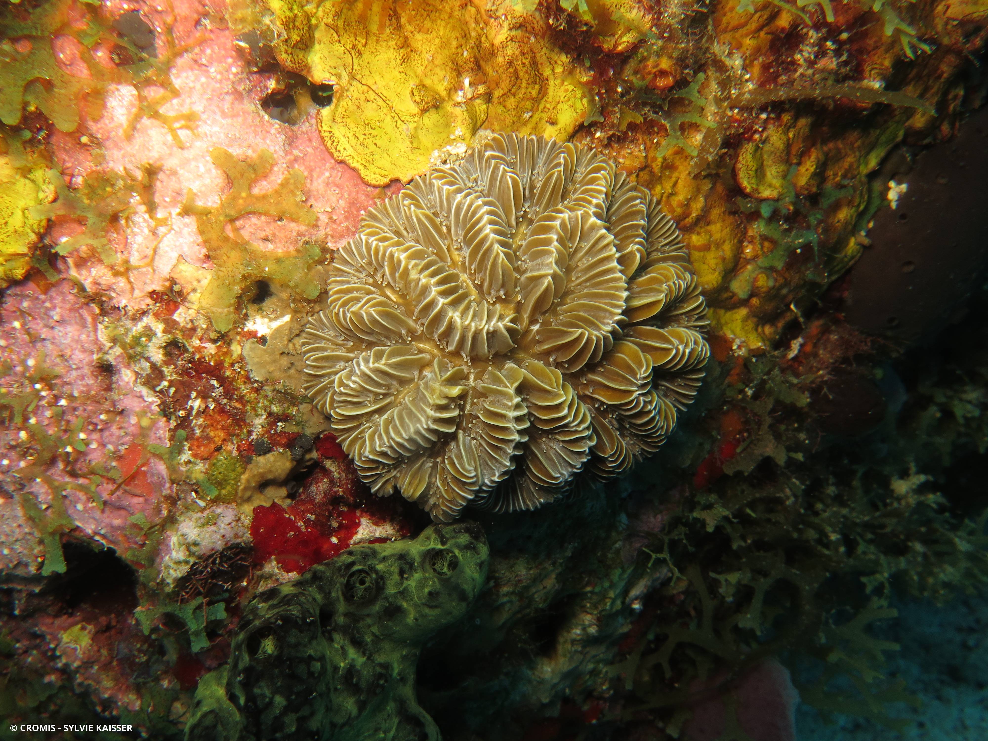 Corail méandreux