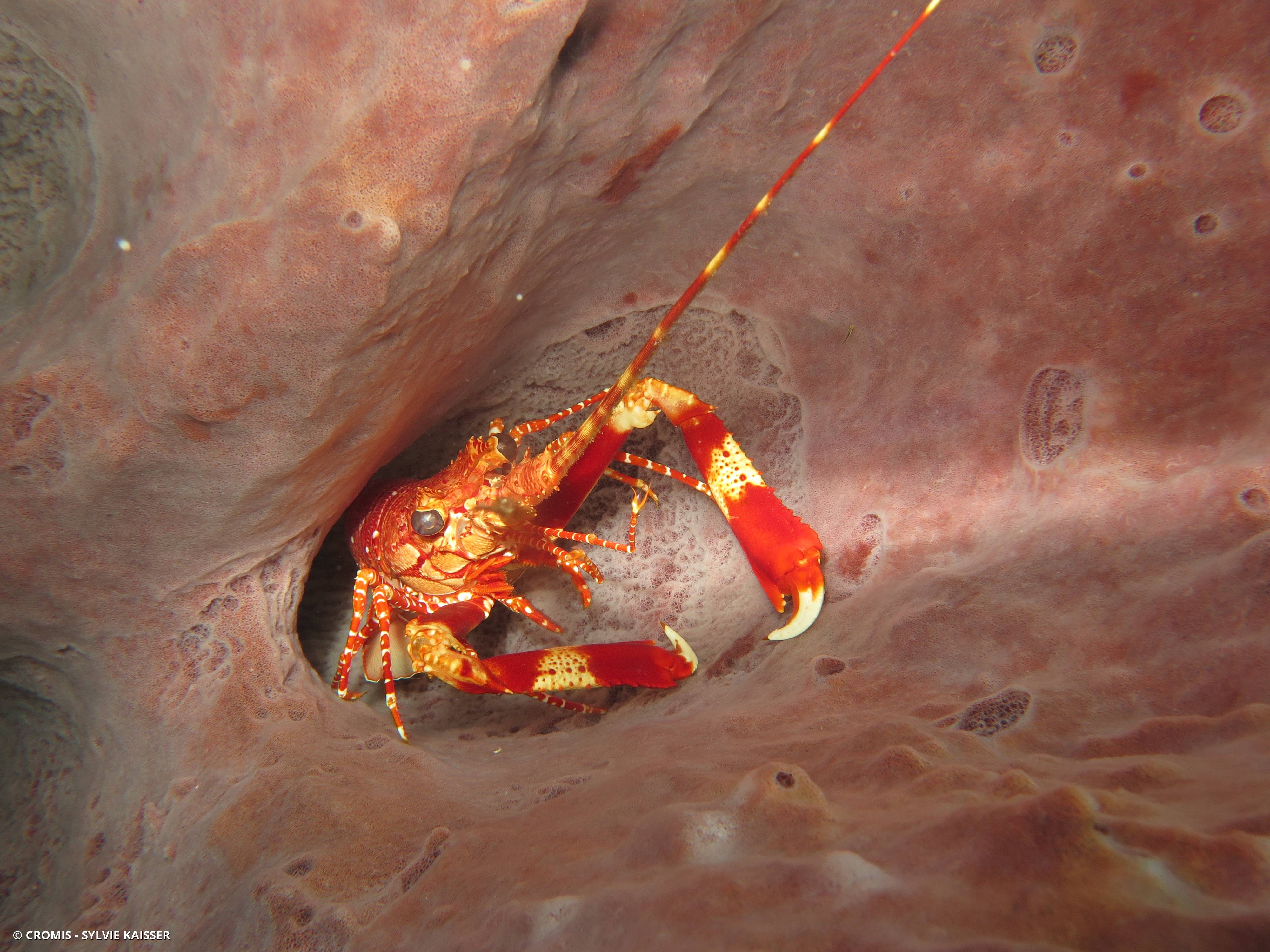 Langouste à bandes rouges