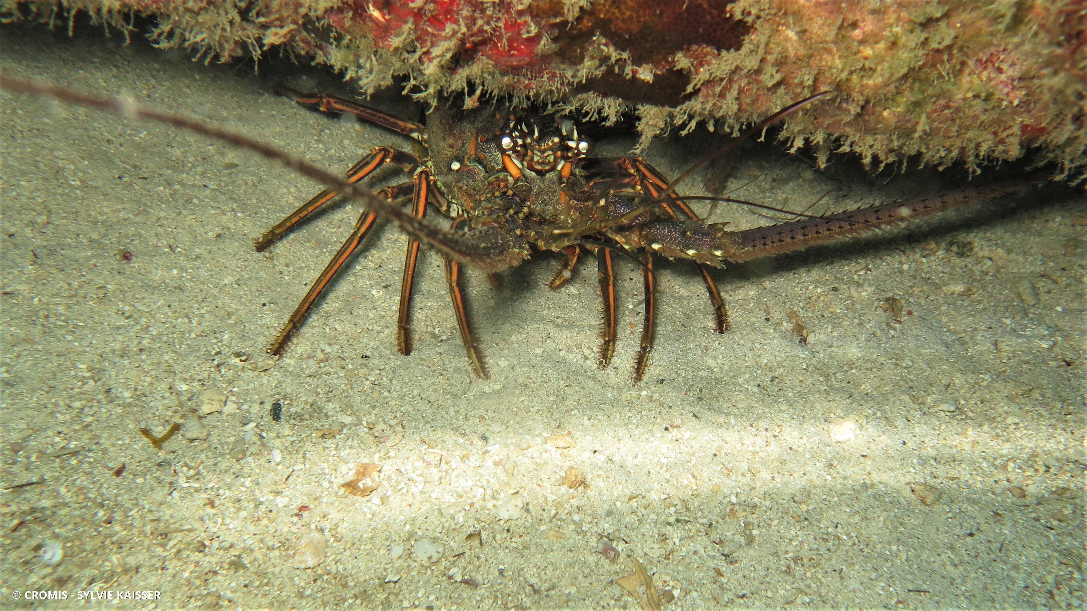 Langouste des Caraïbes