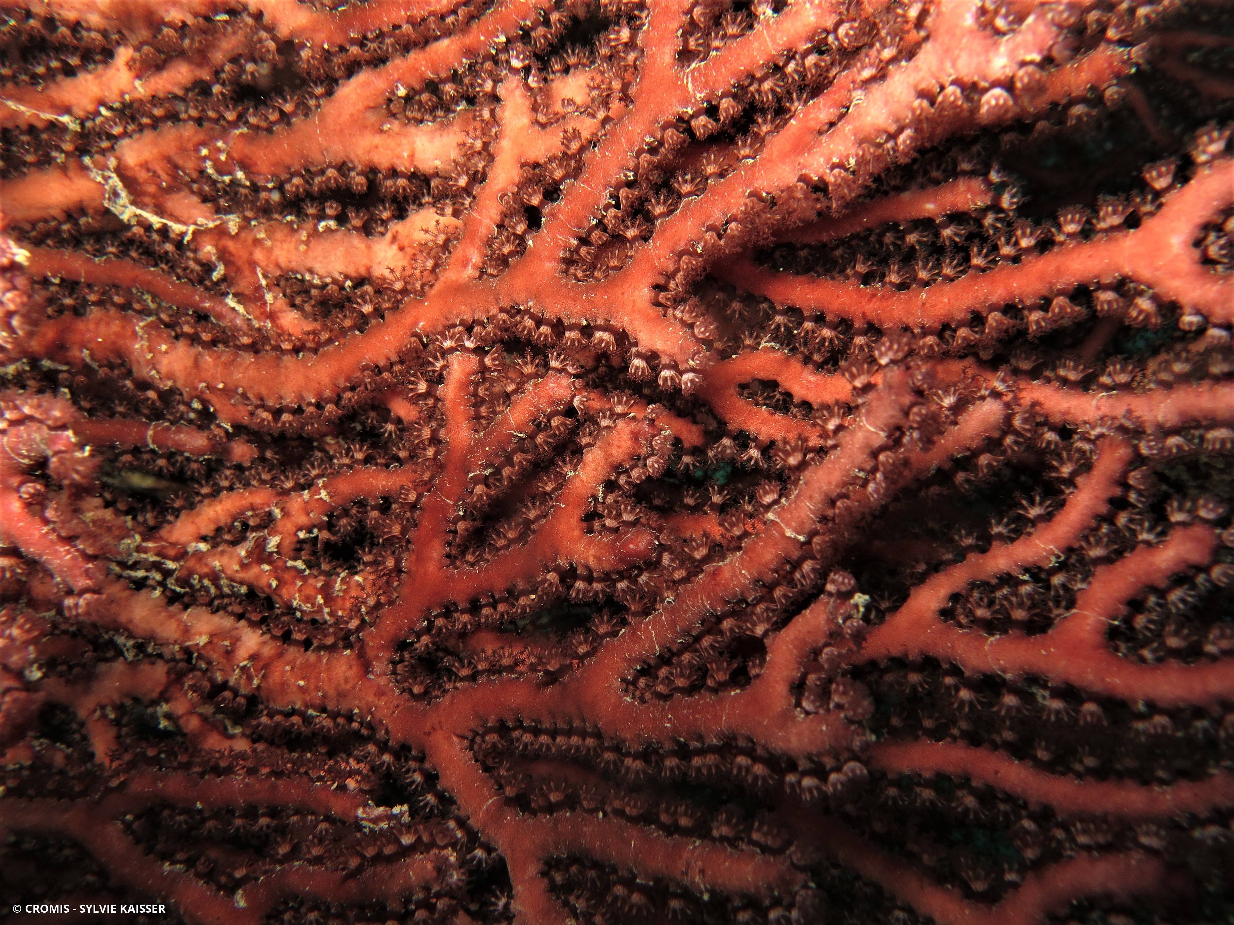 Gorgone rousse