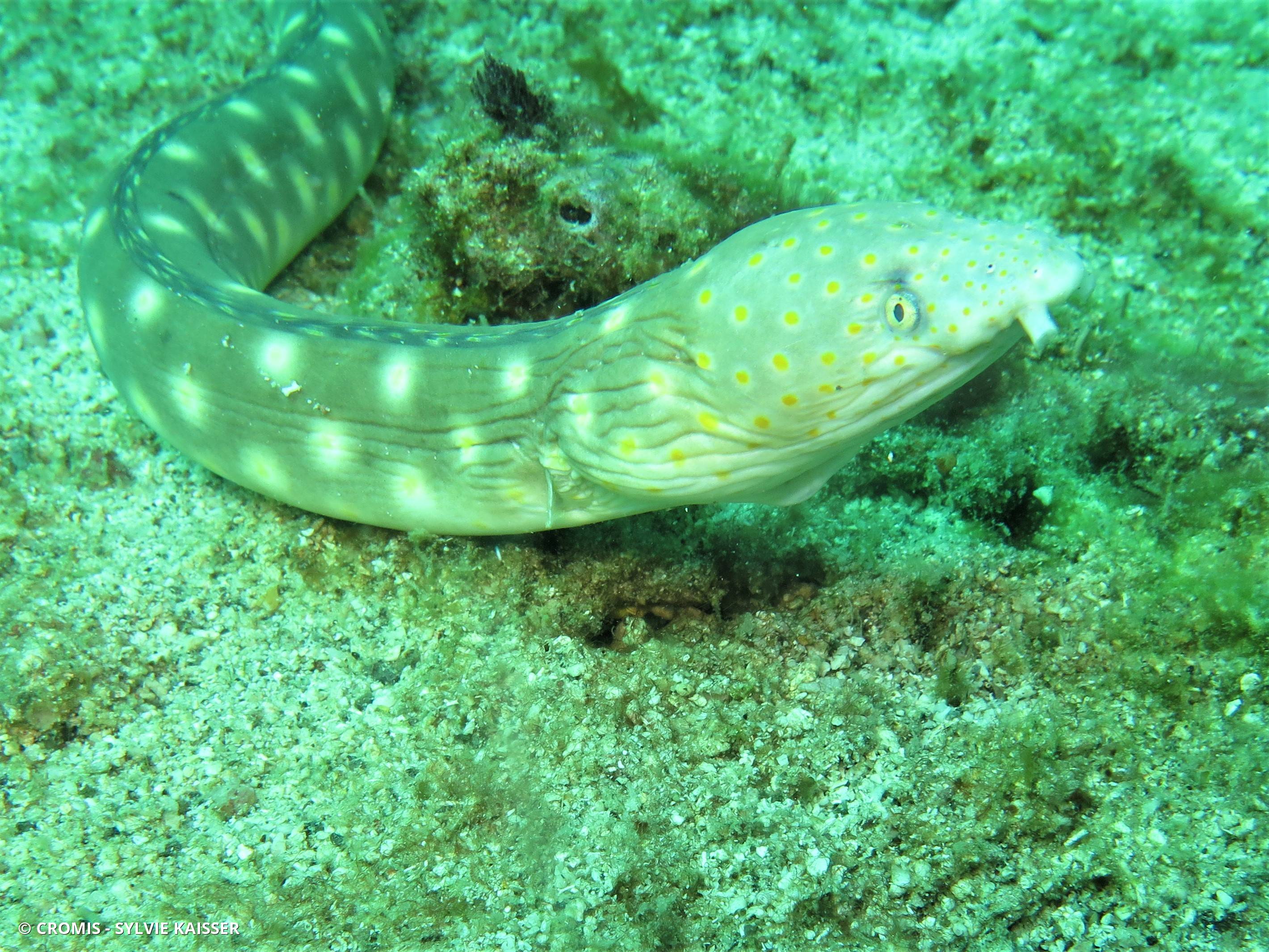 Serpentine dorée