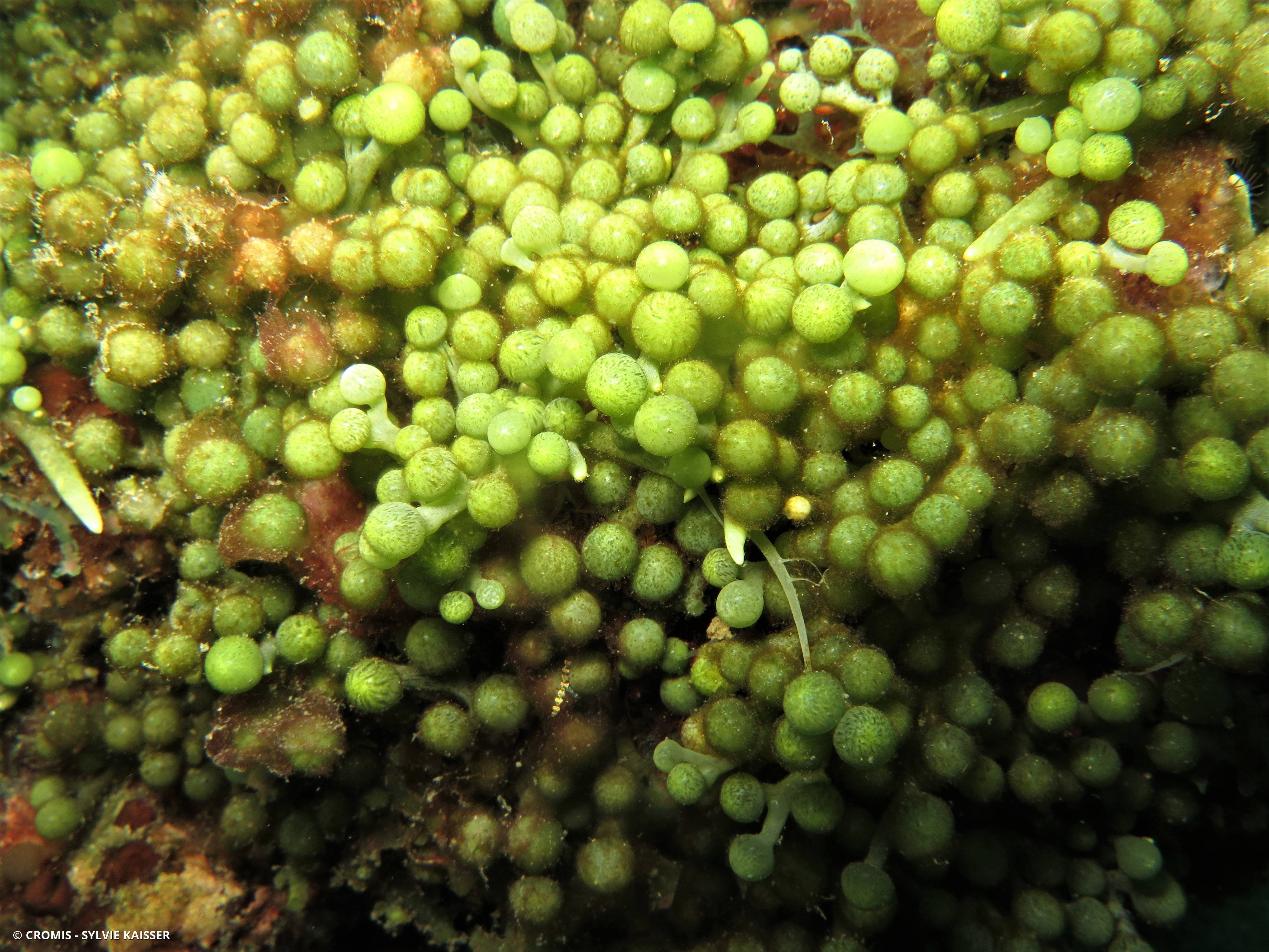 Caulerpe grappe