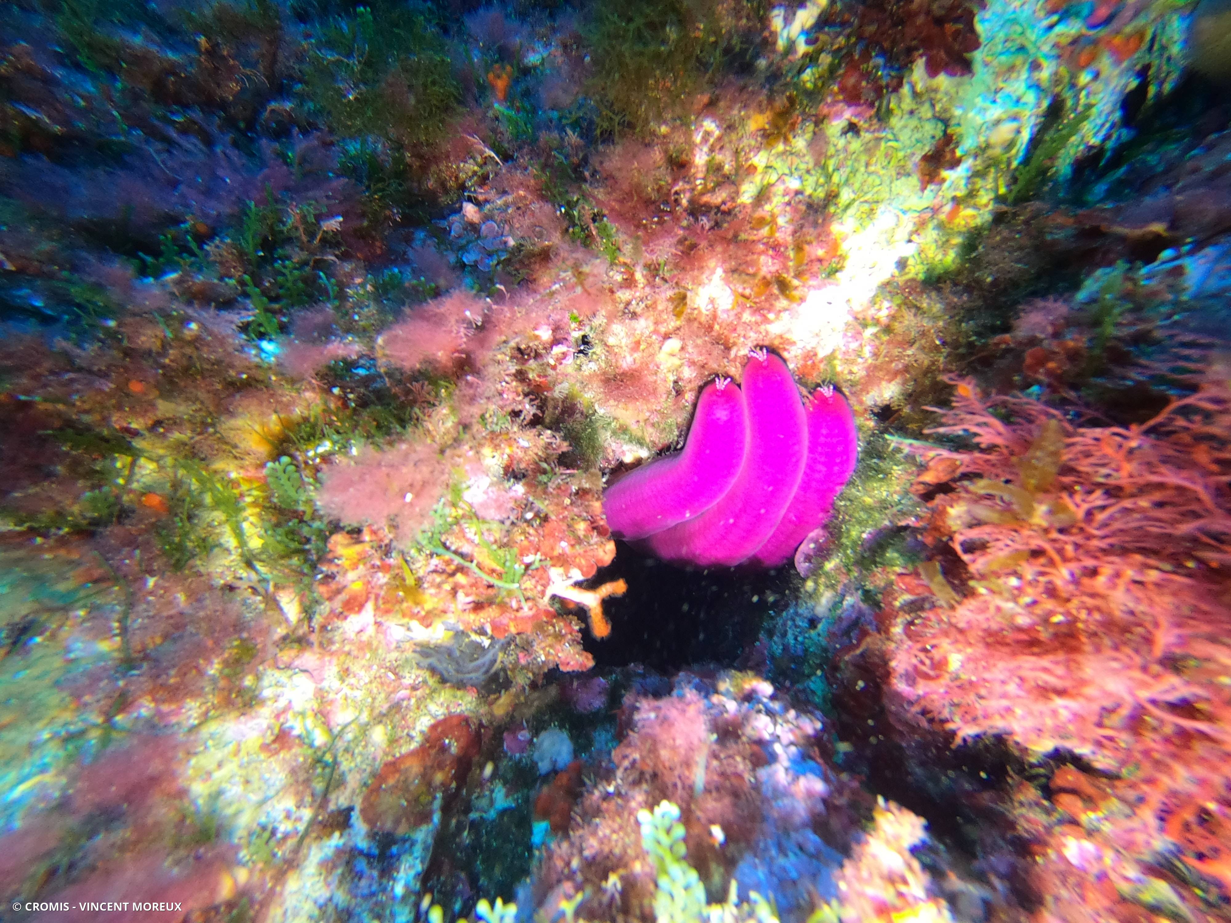 Etoile de mer violette