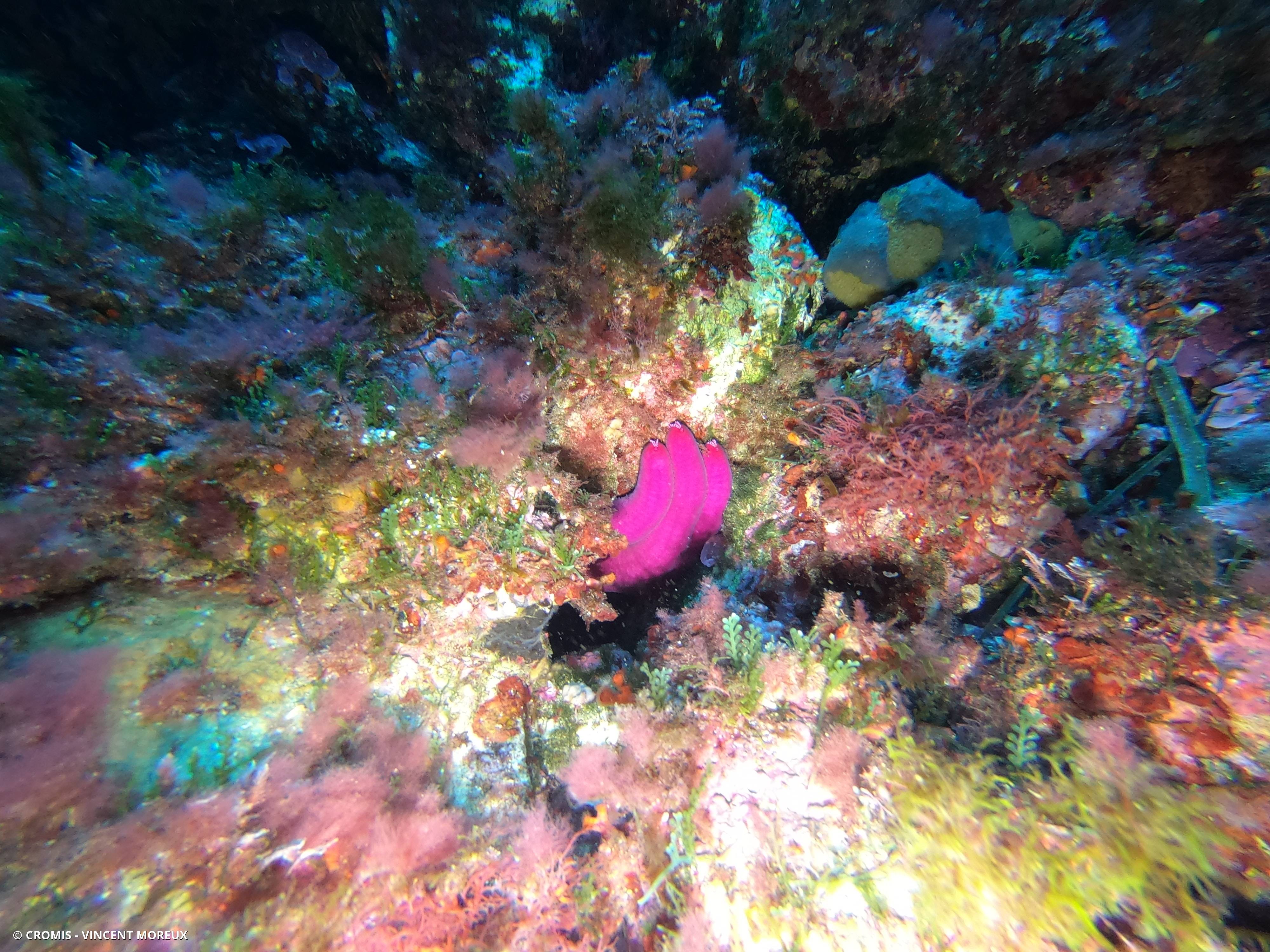 Etoile de mer violette