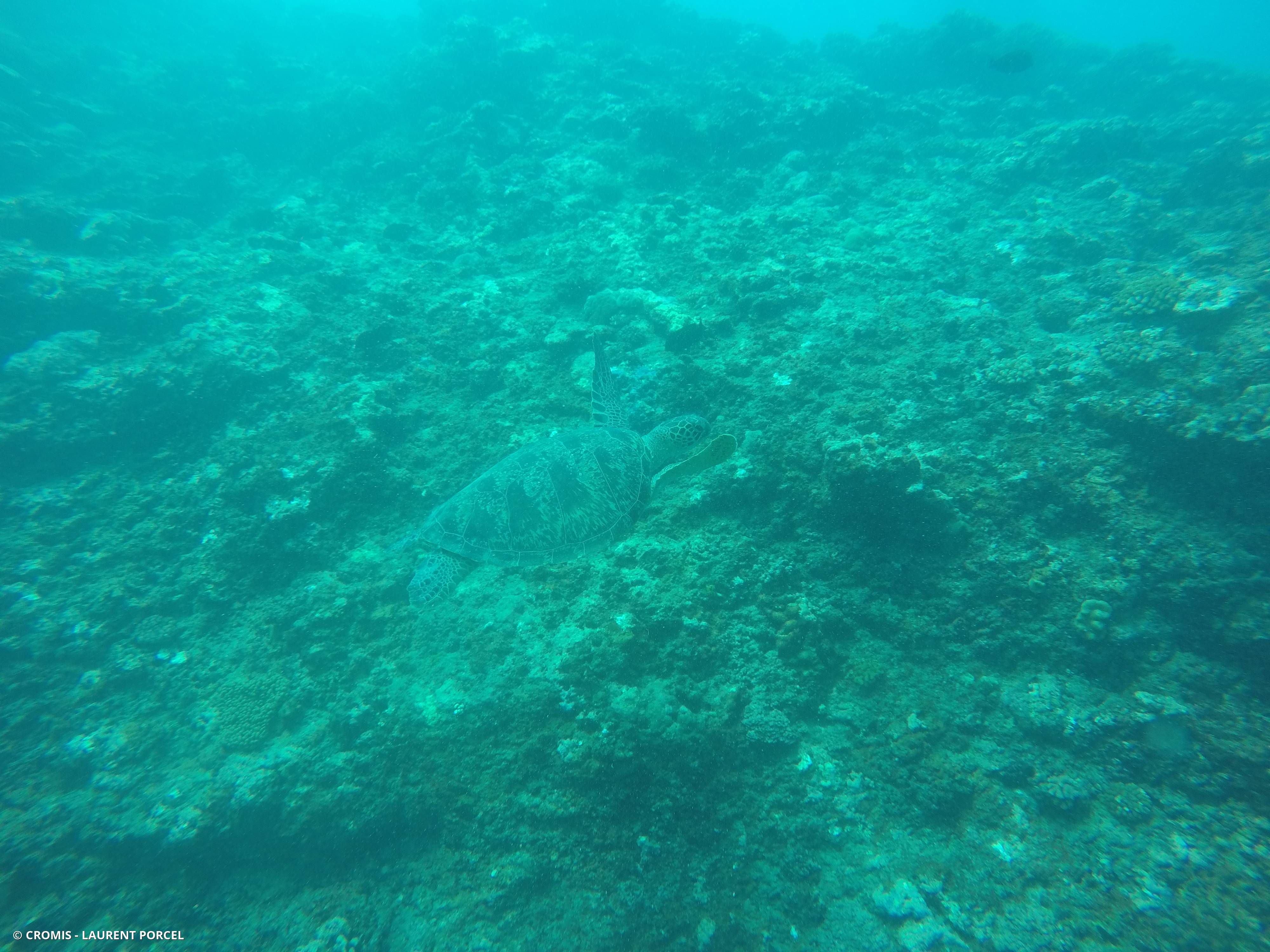 Tortue verte
