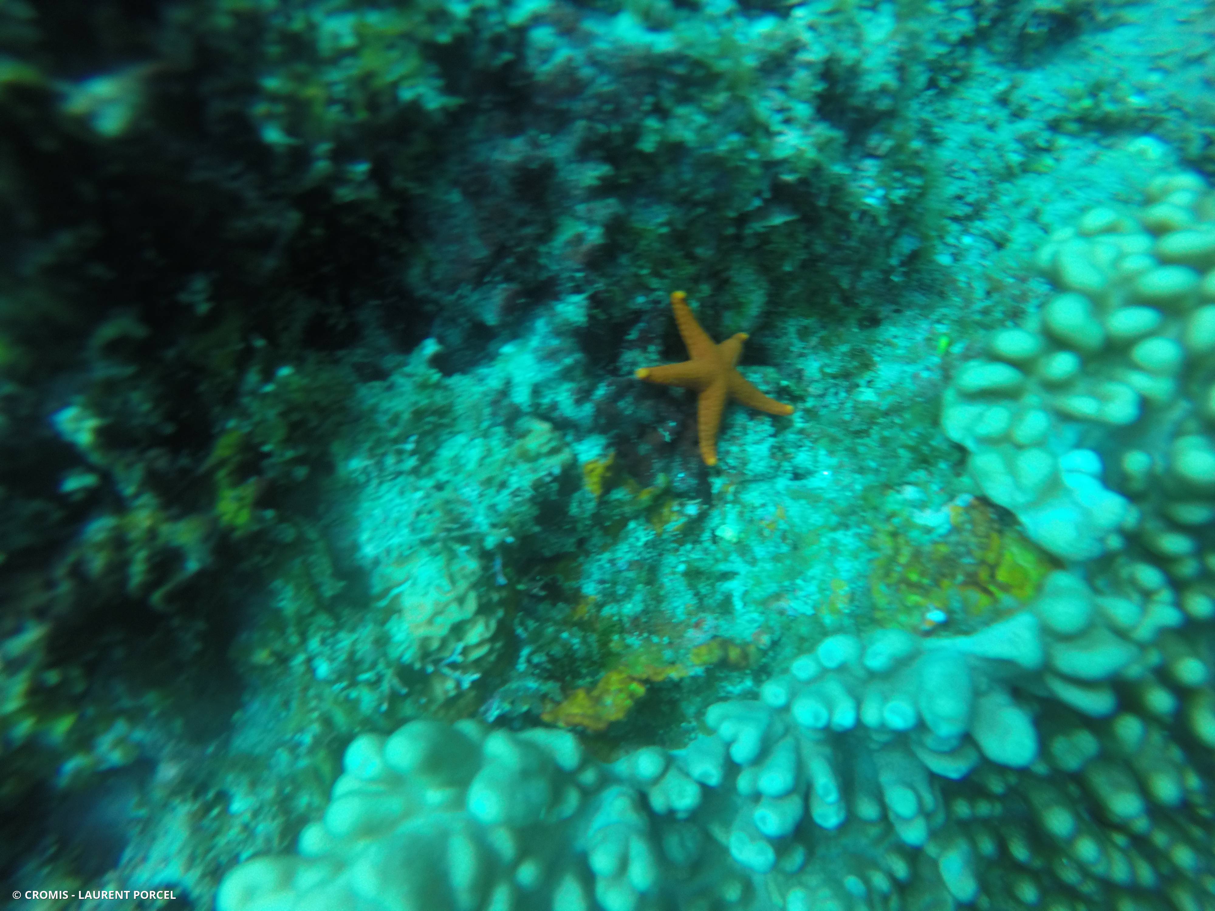 Etoile rouge poreuse