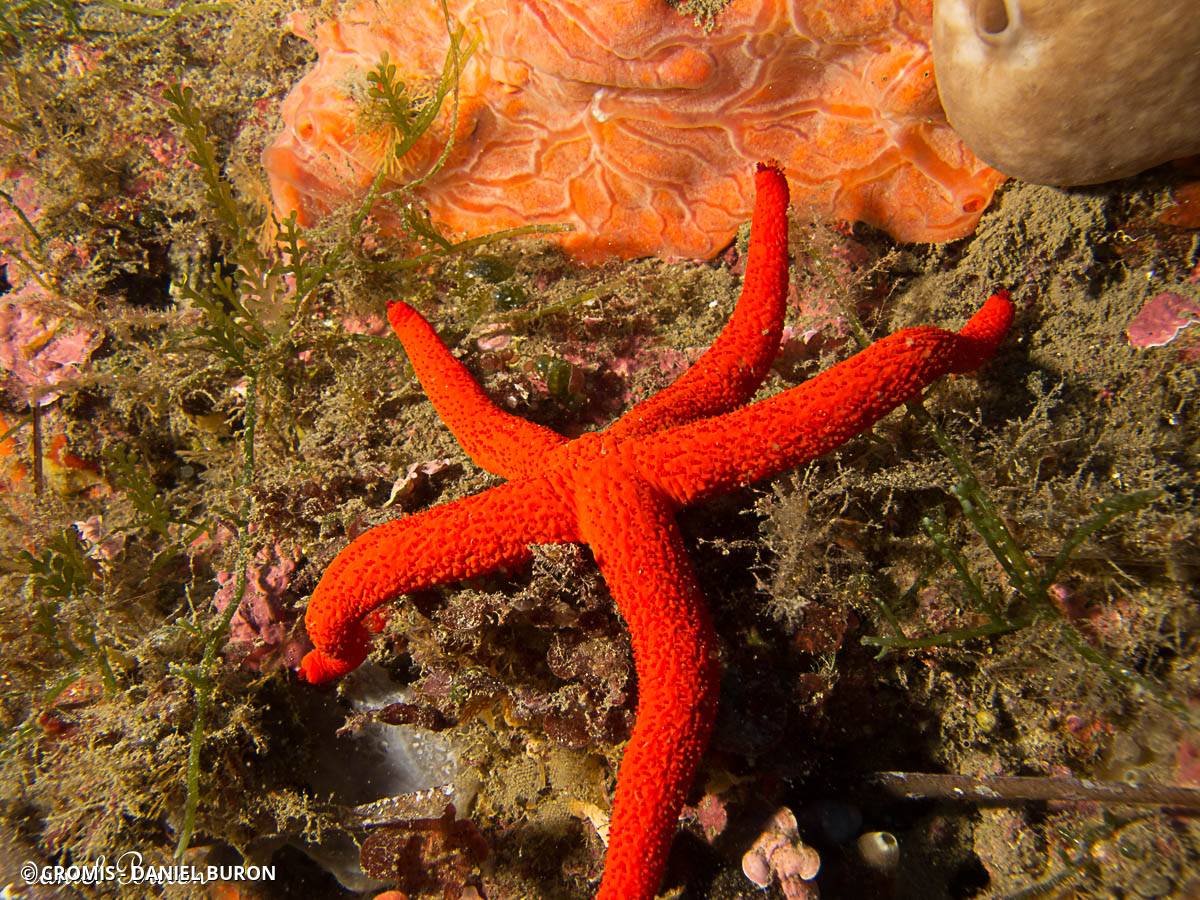 Etoile de mer rouge