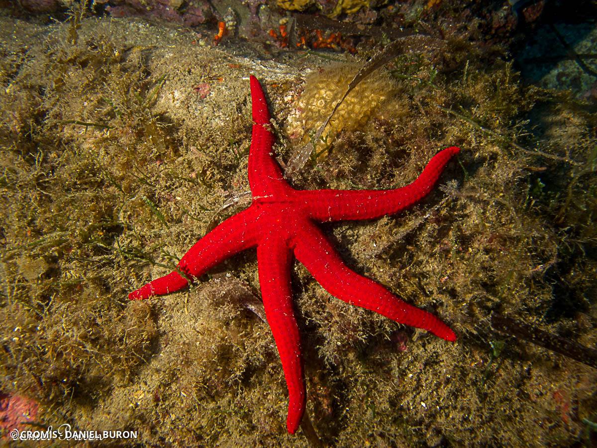 Etoile de mer lisse