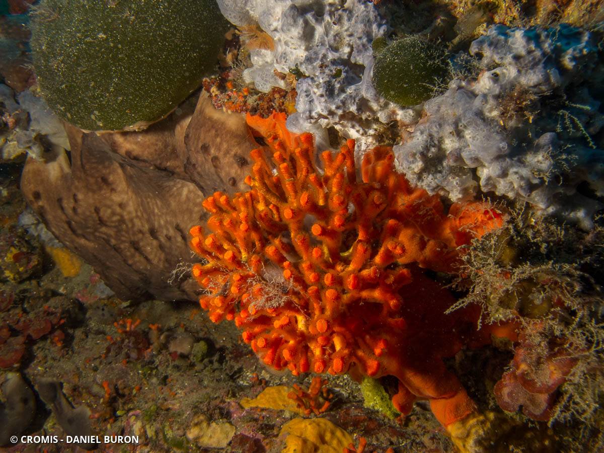 Faux corail