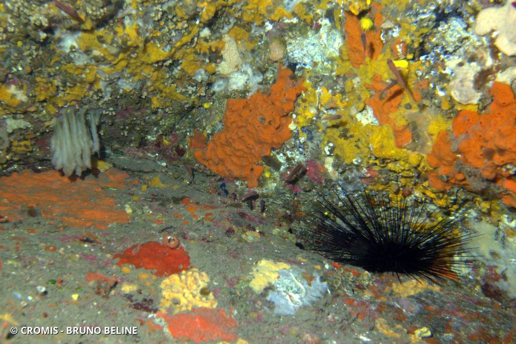 Oursin diadème à anneau orange