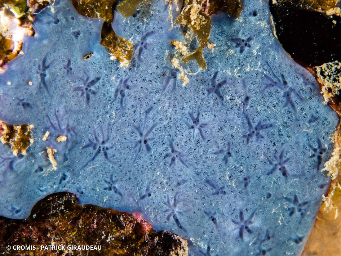 Eponge étoilée bleue