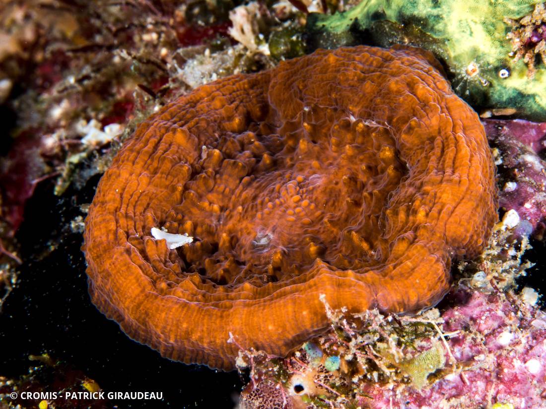 Corail coeur d'artichaut