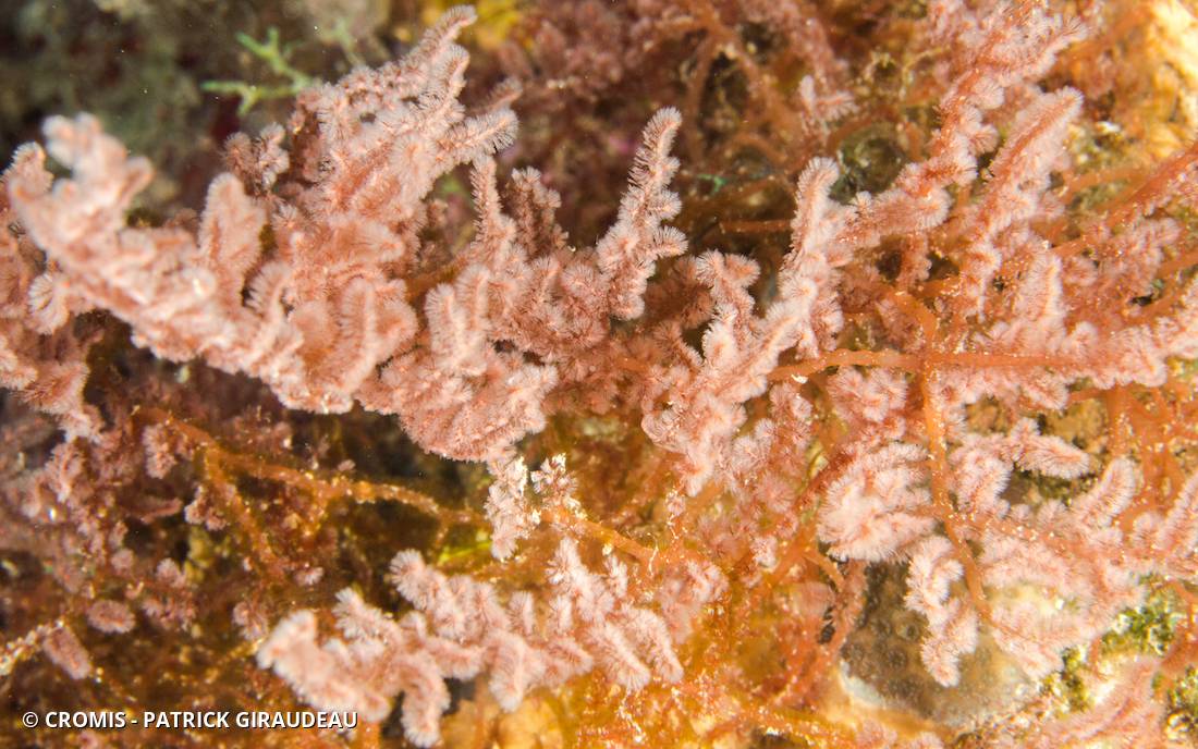 Bryozoaire gazon gris