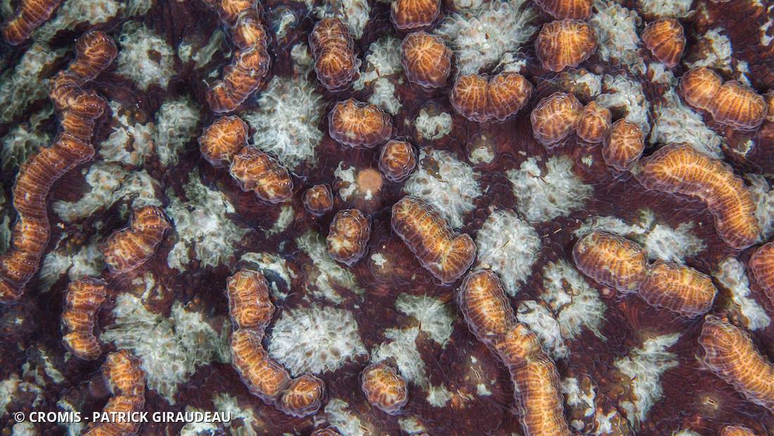 Corail cactus sinueux
