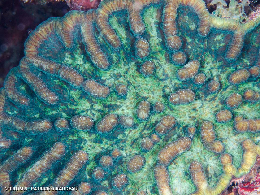 Corail cactus à bosses