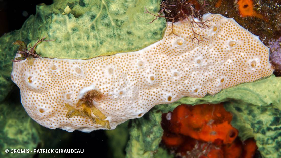 Didemnum conchyliatum