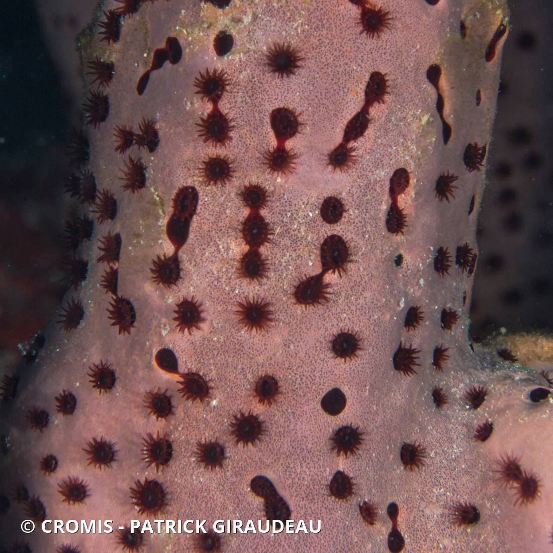 Zoanthaire éponge marron