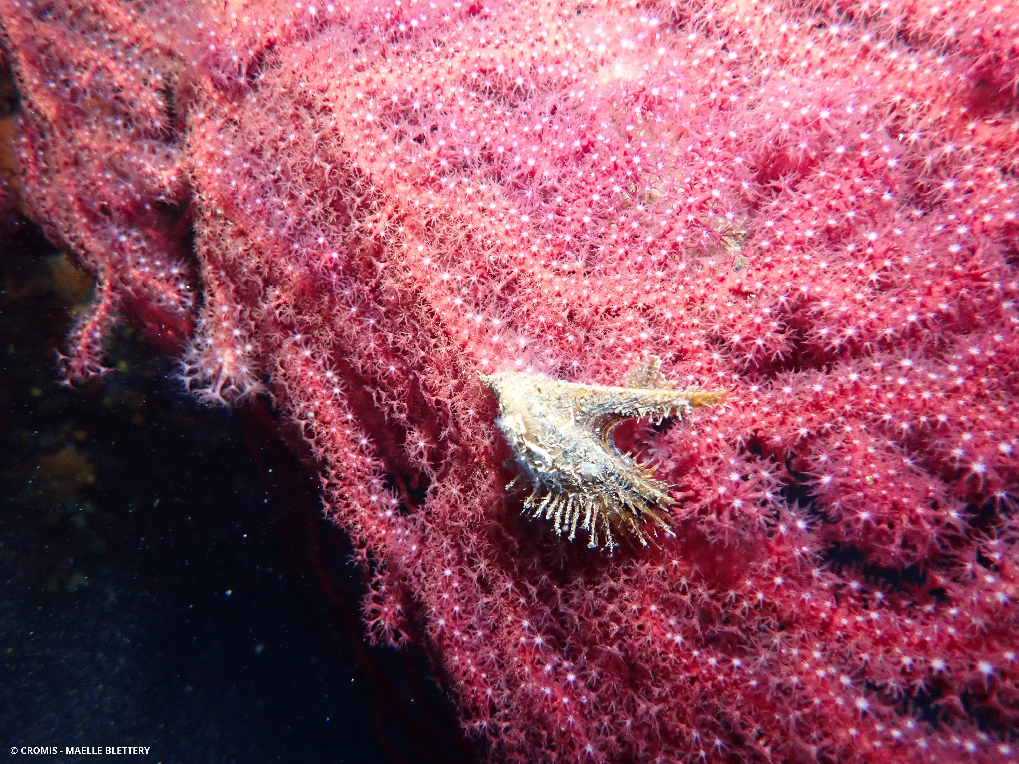 Avicule hirondelle