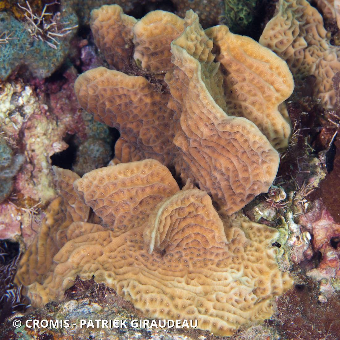 Corail laitue