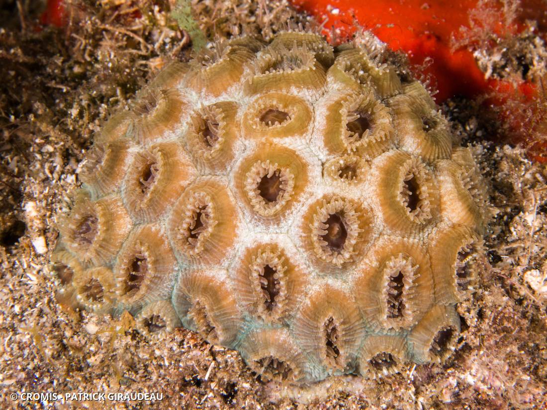 Grand corail étoilé