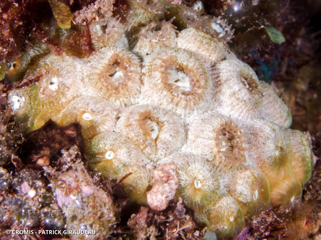 Grand corail étoilé