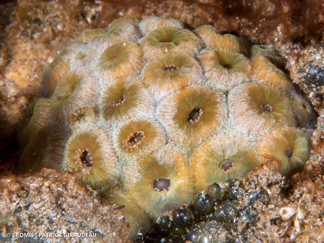 Grand corail étoilé