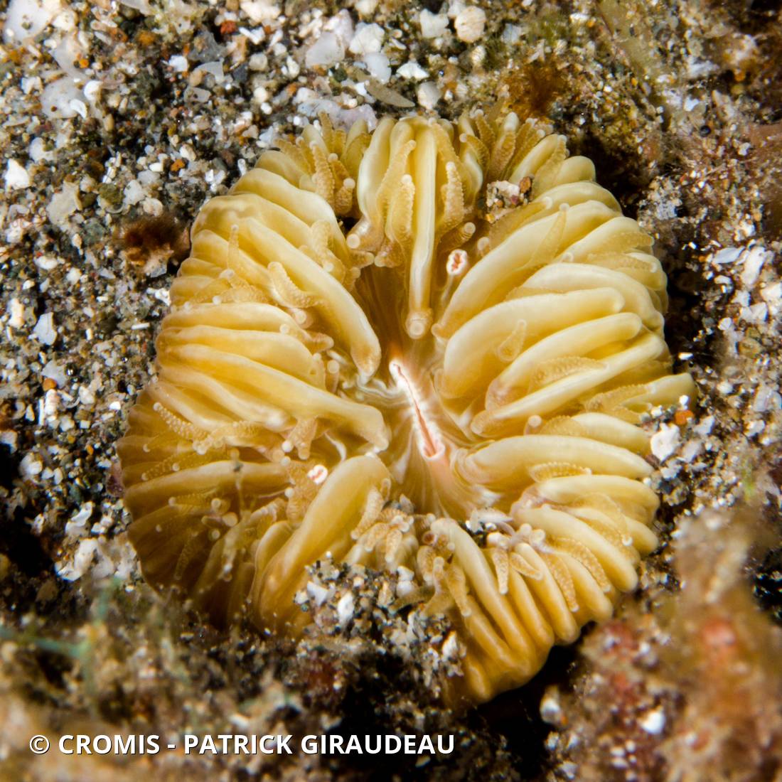 Corail méandreux