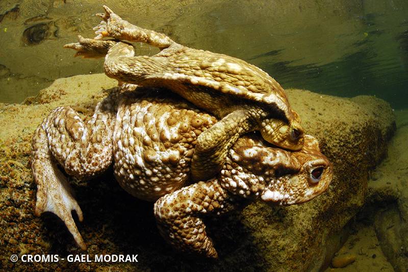Crapaud commun