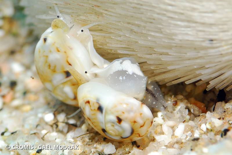 Cyclope translucide