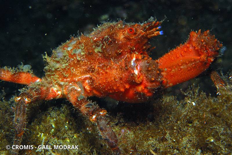 Araignée de mer ridée
