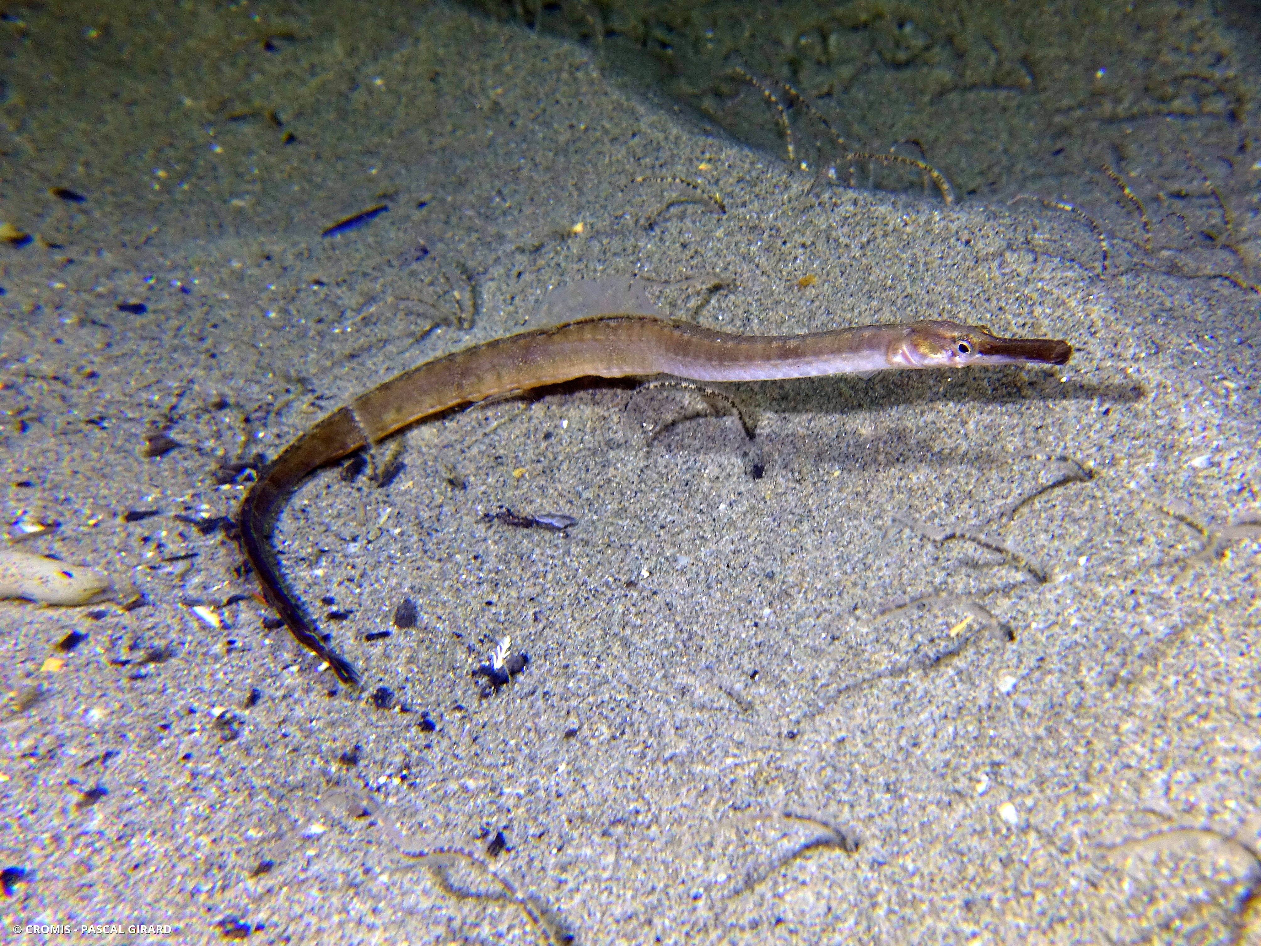 Syngnathe de l'Espiguette