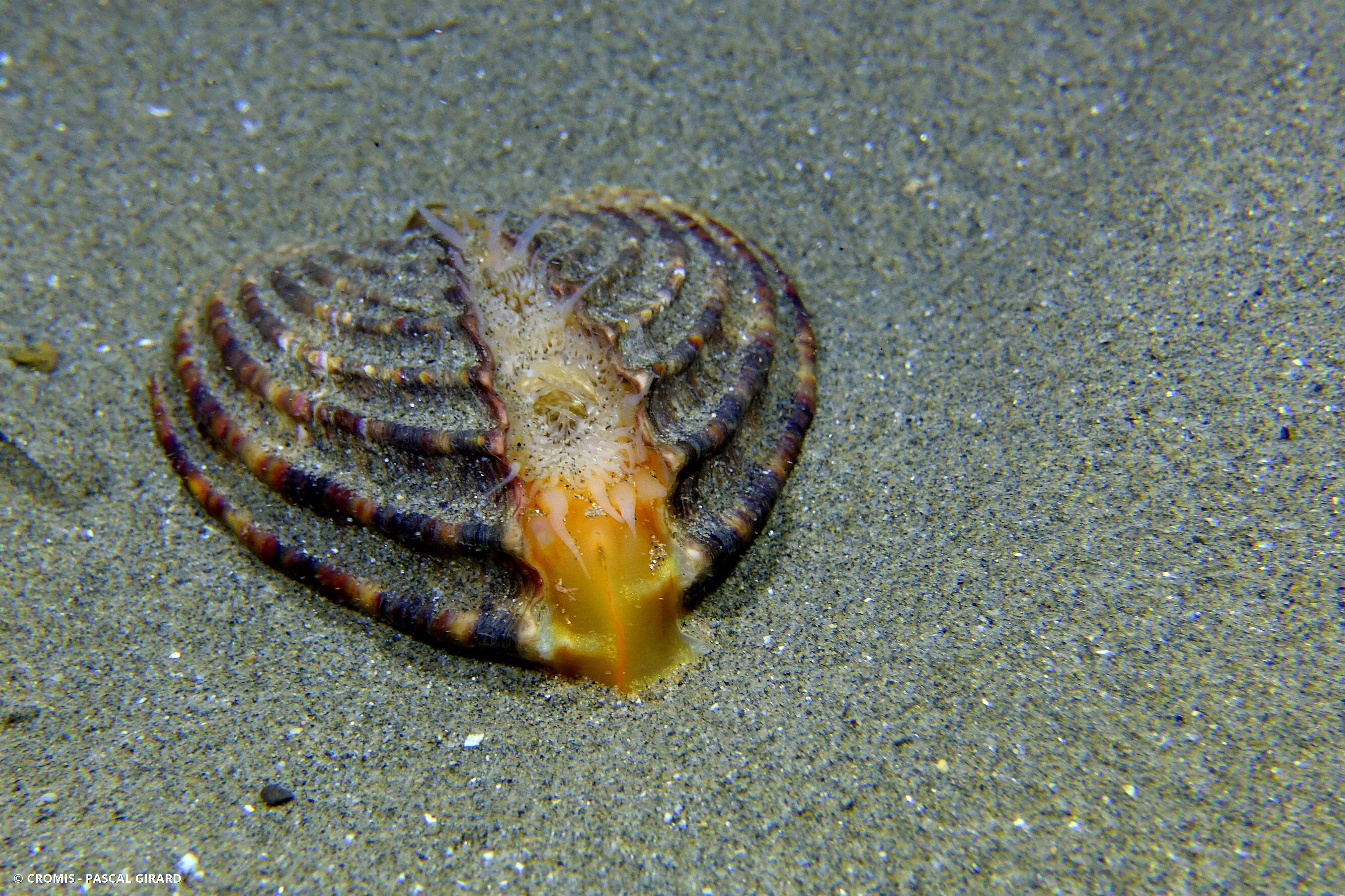 Bucarde tuberculée