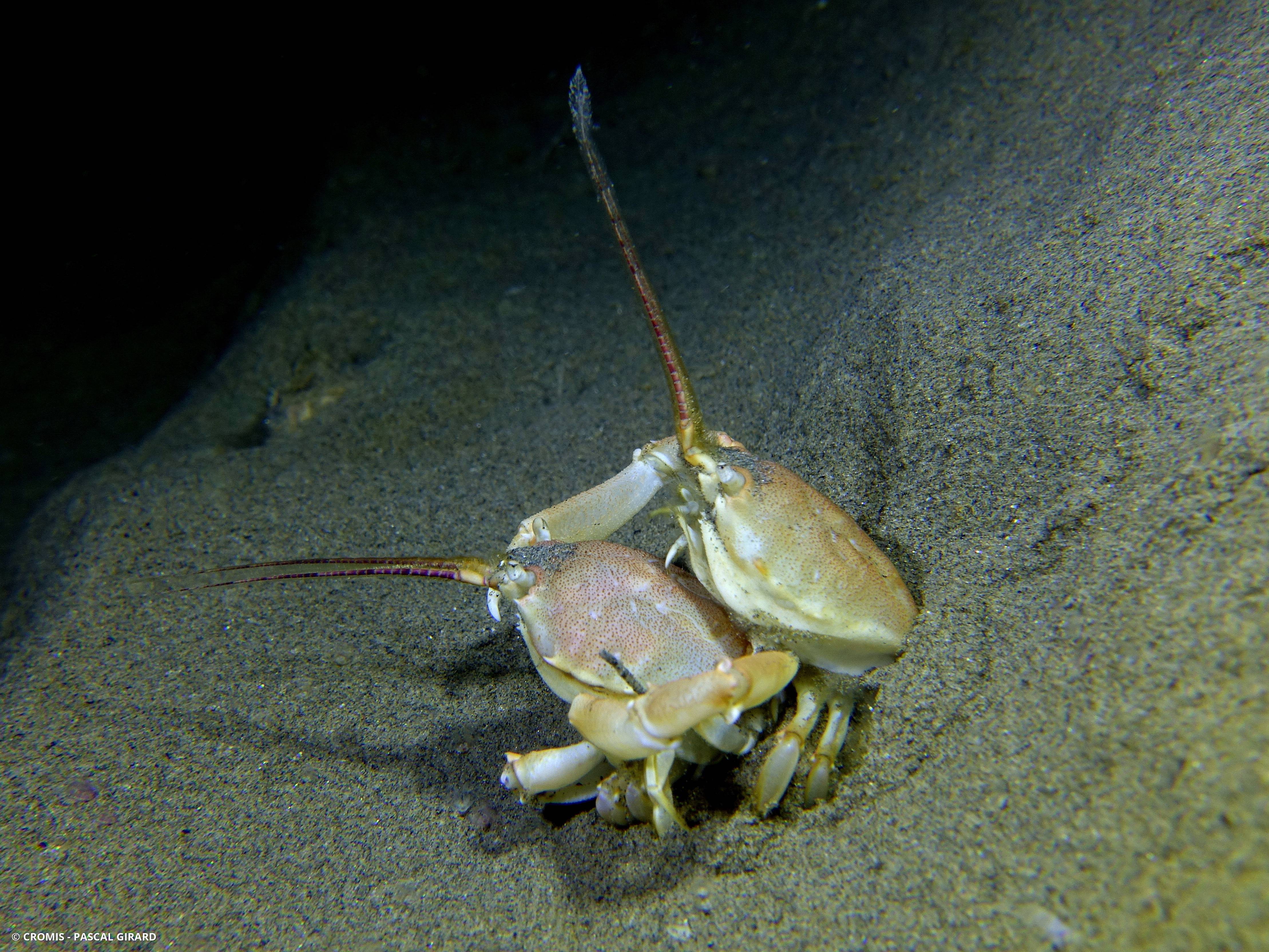 Crabe masqué