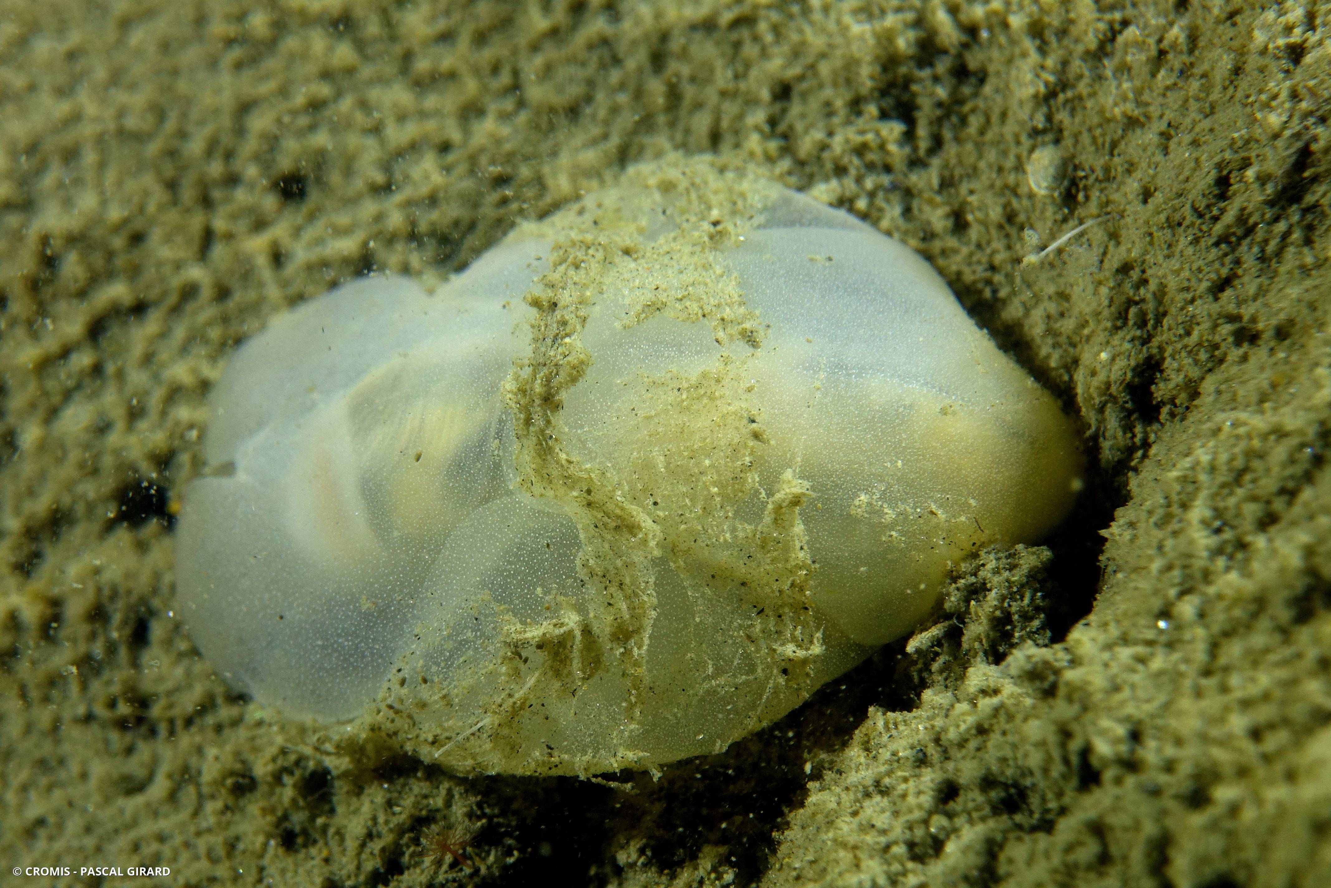Philine à quatre lobes