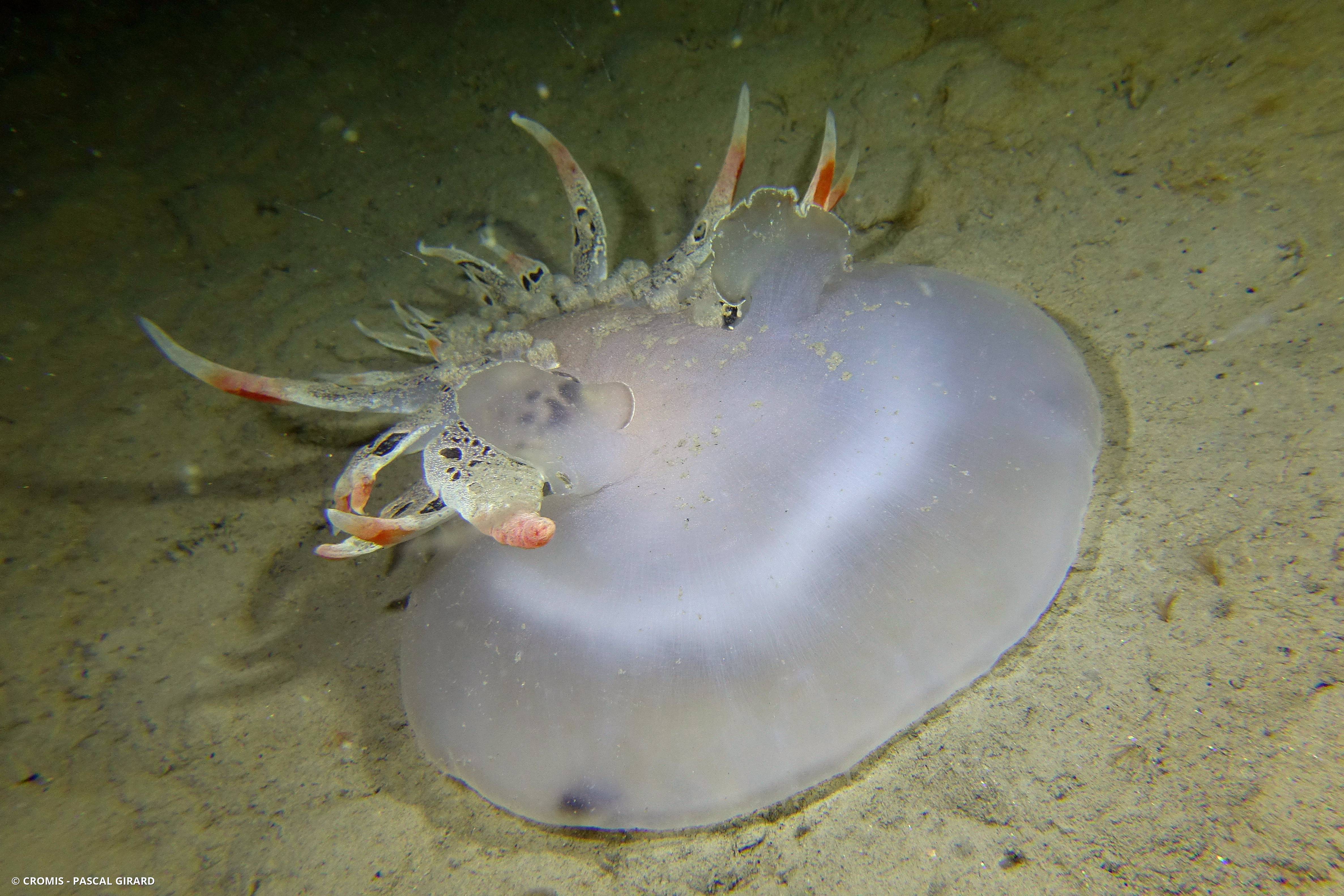 Téthys
