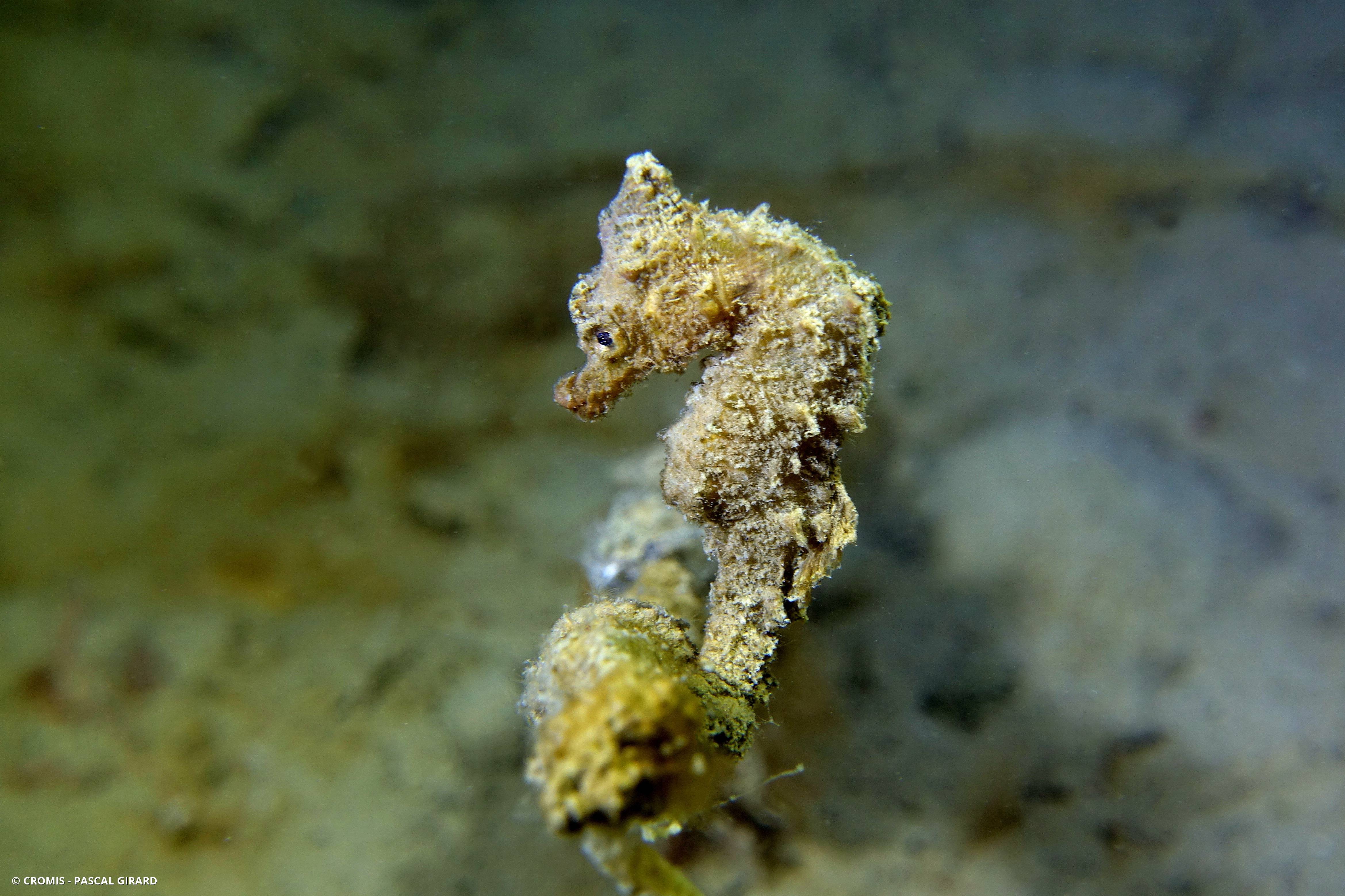 Hippocampe à museau court