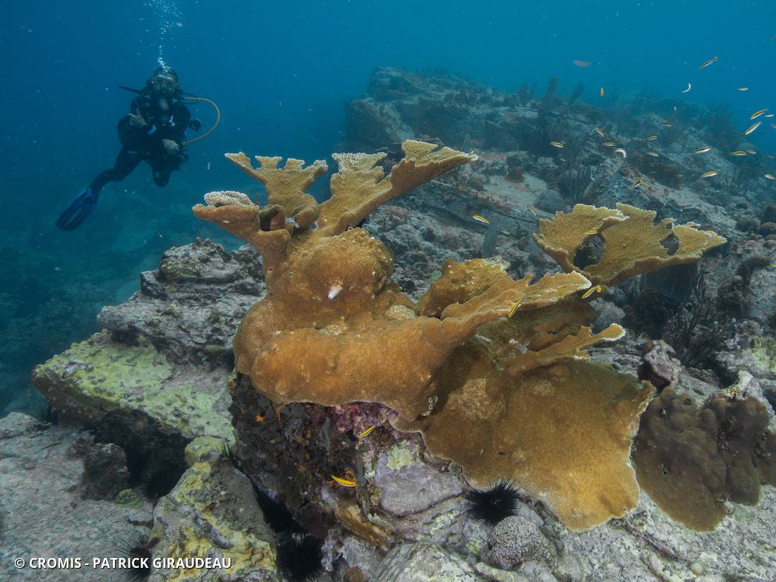 Corail corne d'élan