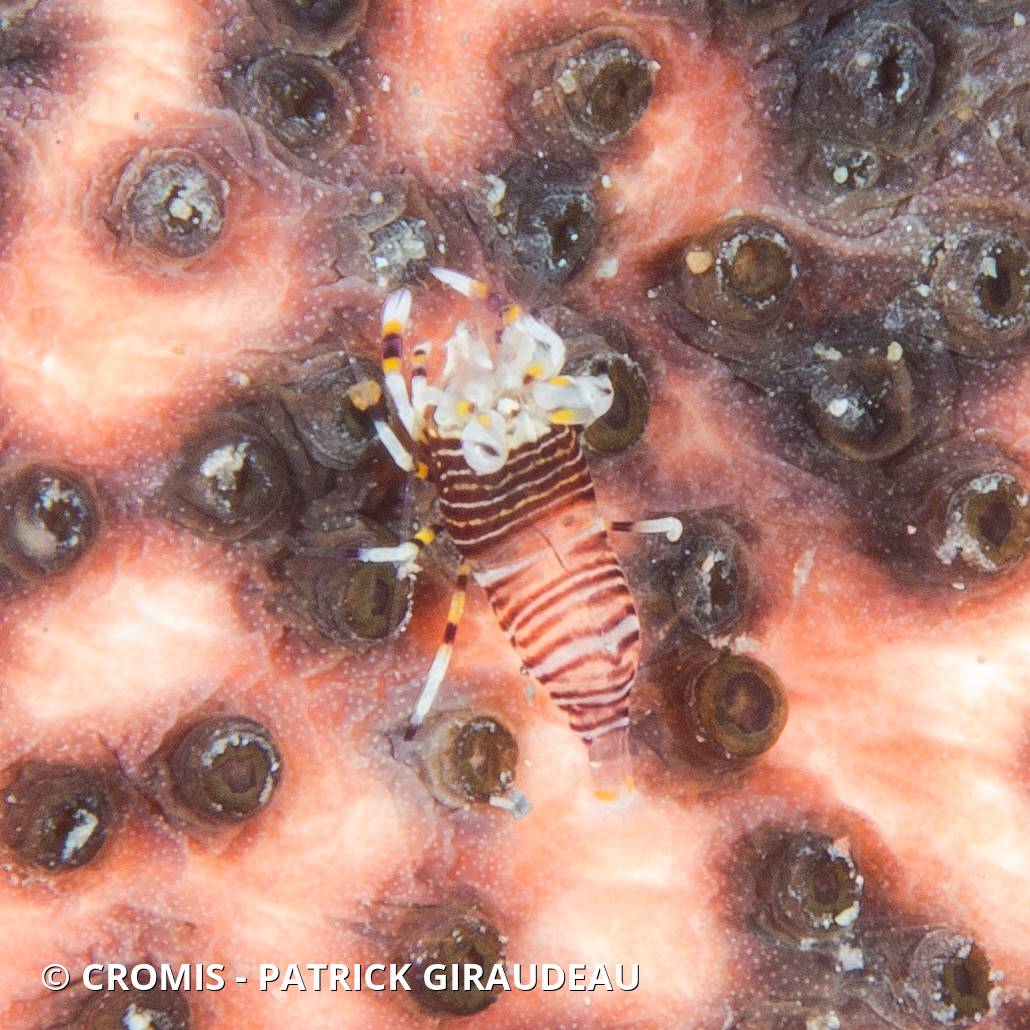 Crevette bourdon