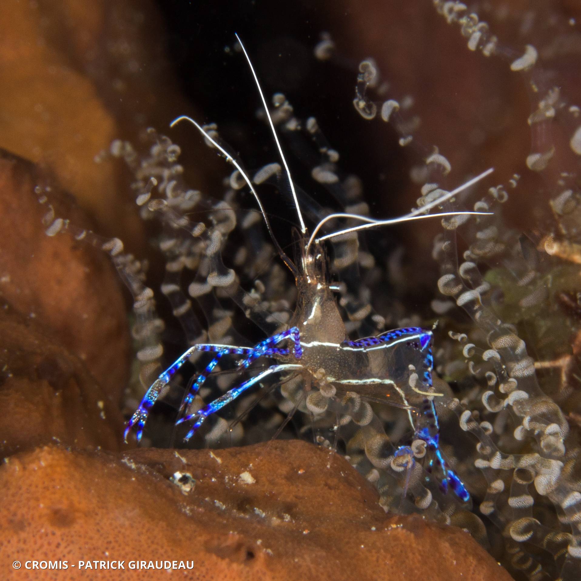 Crevette nettoyeuse de Pederson