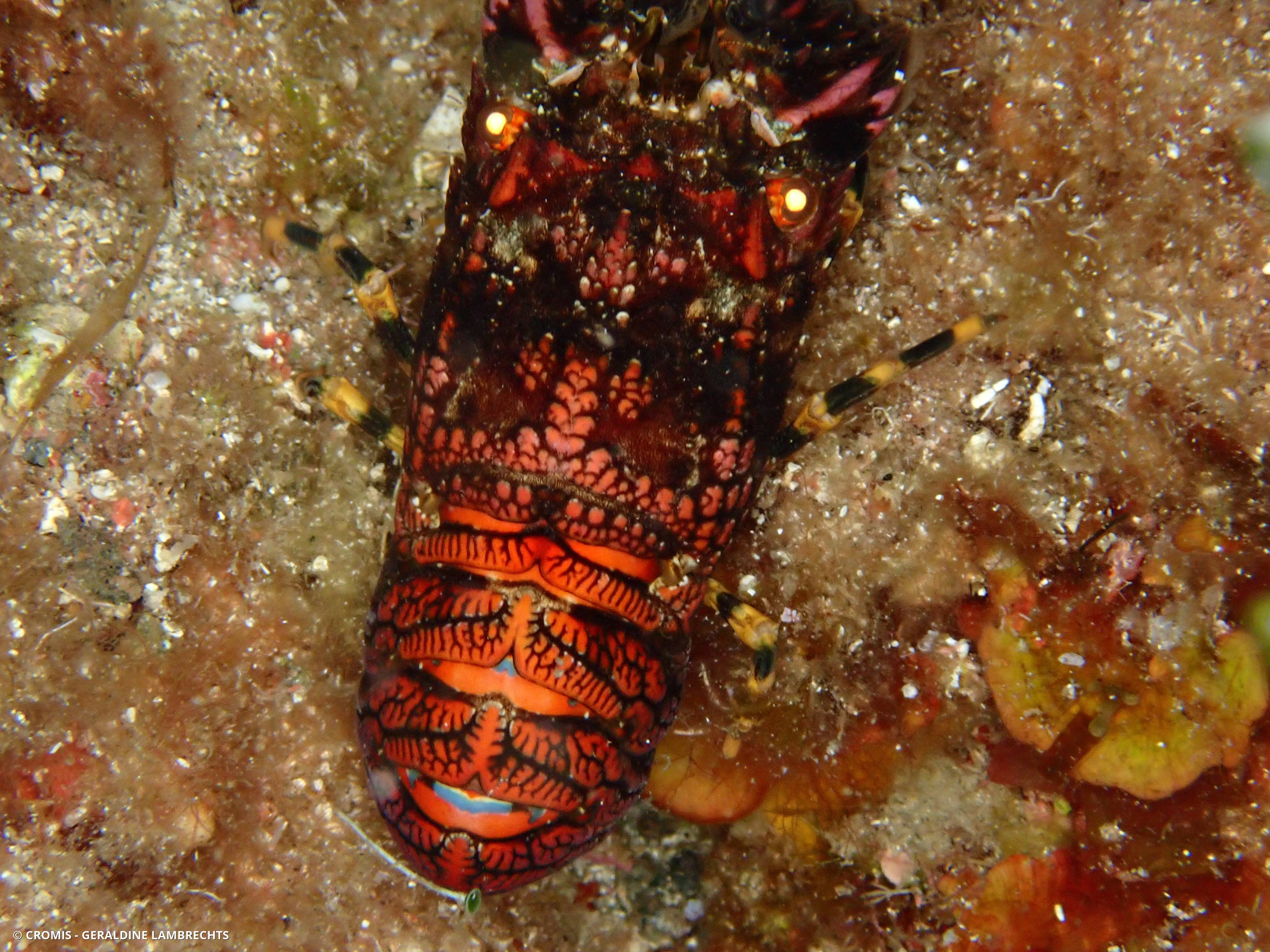 Petite cigale de mer