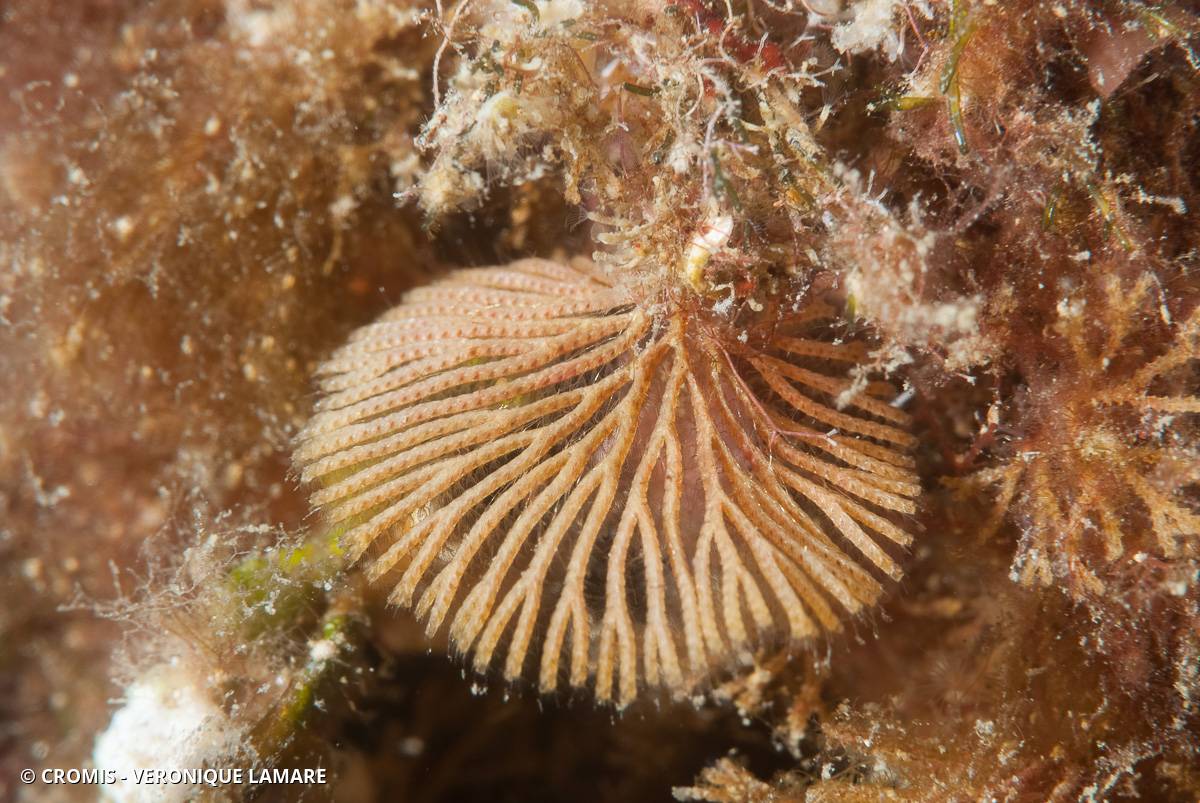 Bryozoaire à fouet