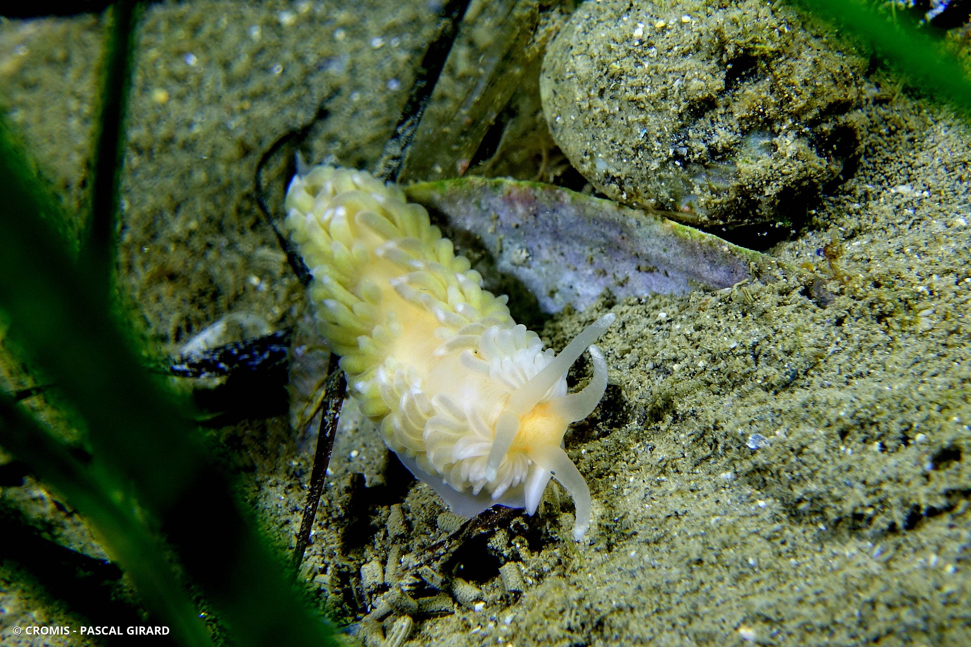 Eolis d'Alder
