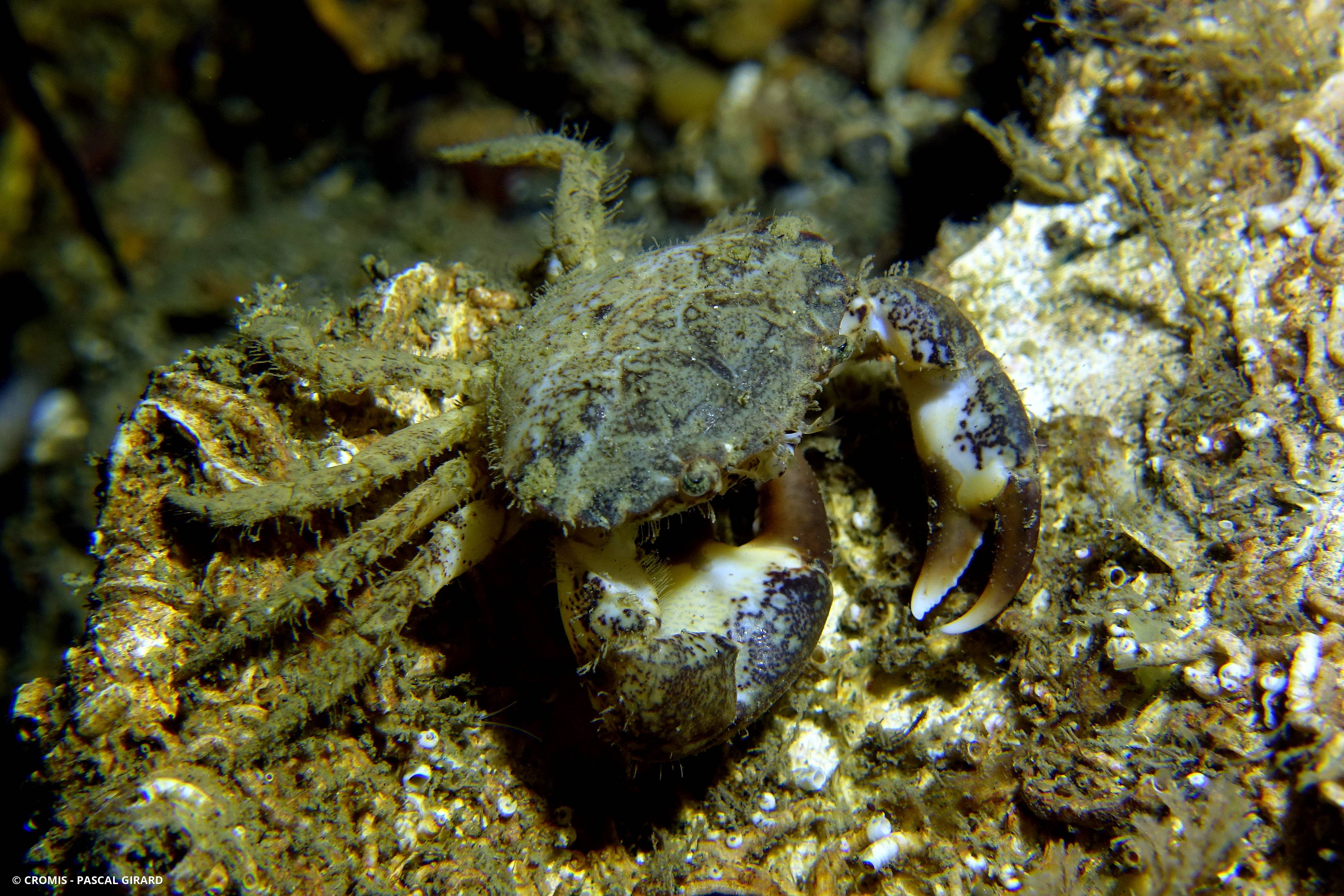 Crabe de vase américain