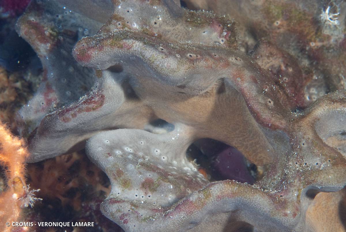 Eponge oreille d'éléphant de Méditerranée