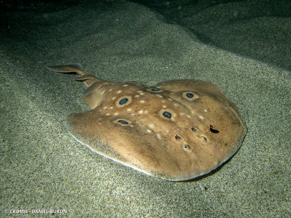 Torpille ocellée